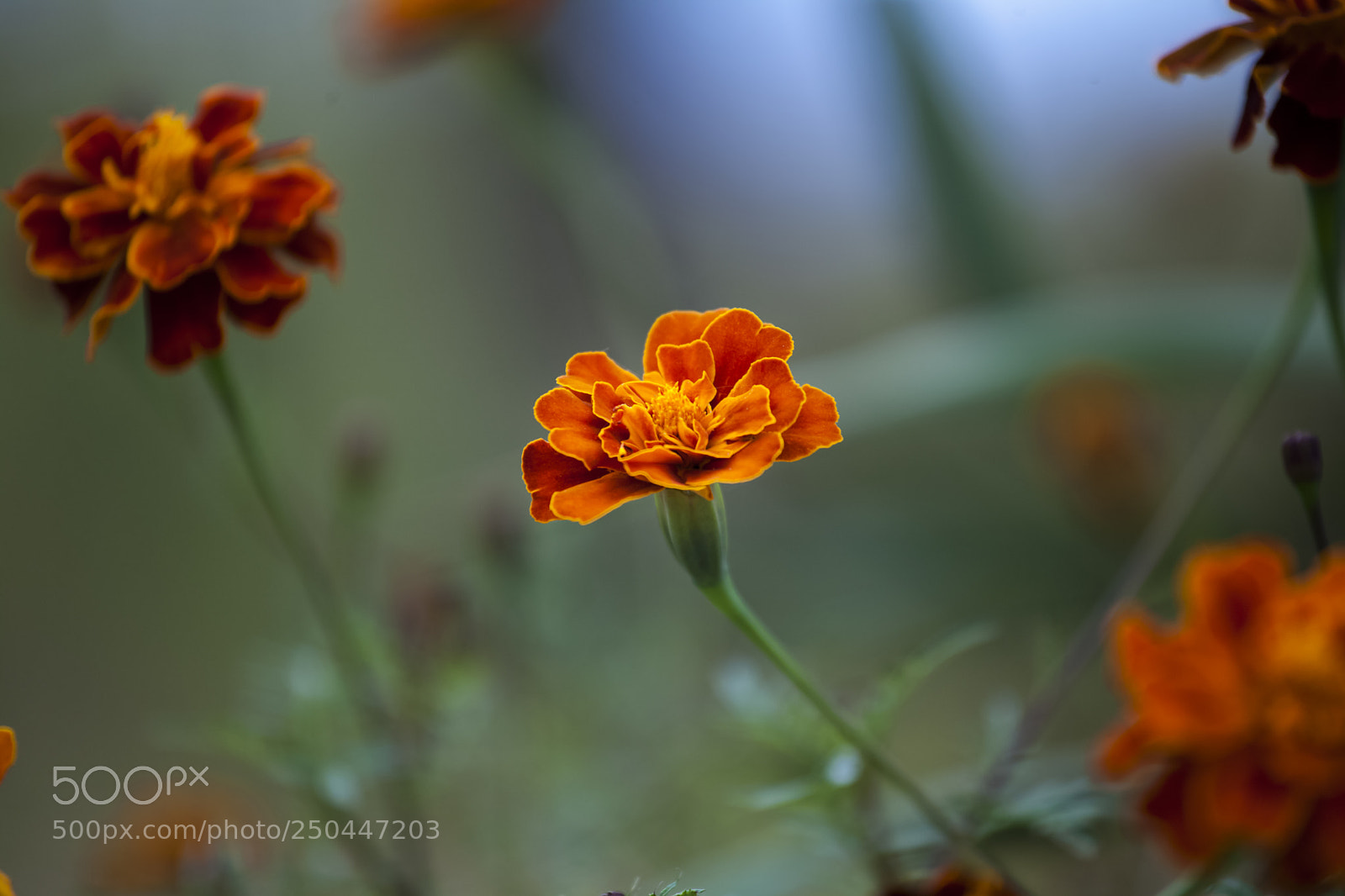 Canon EOS 5D Mark II sample photo. Sss photography