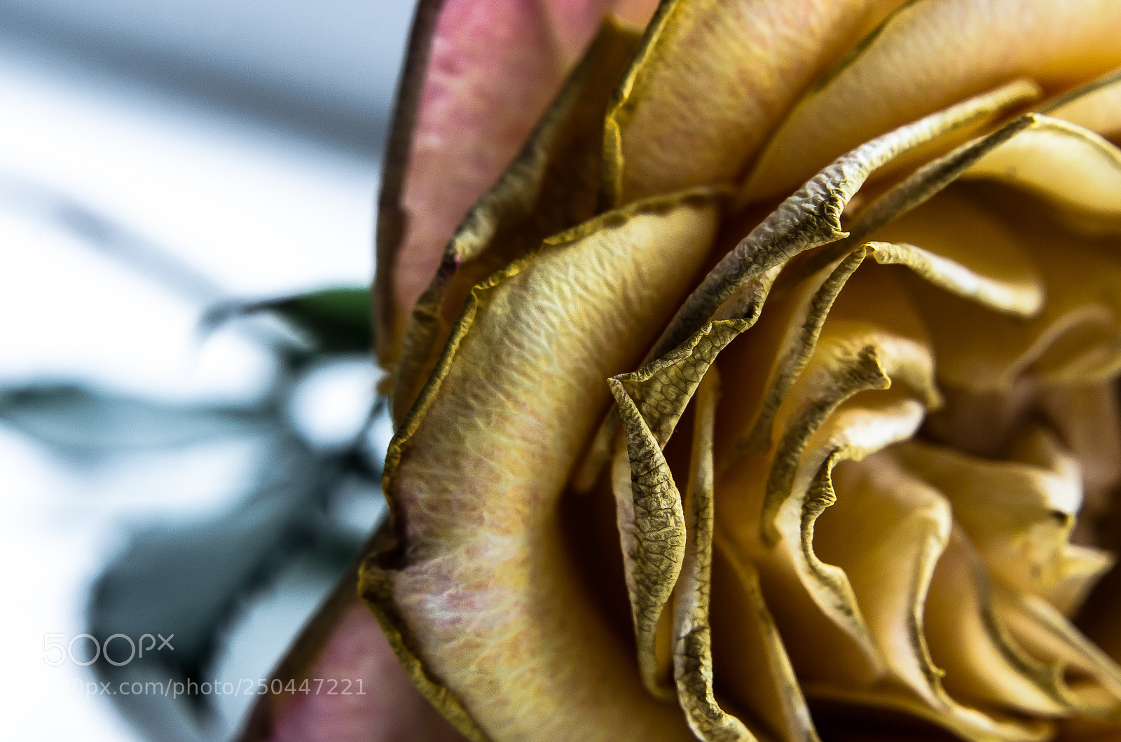 Nikon D5100 sample photo. Yellow rose photography