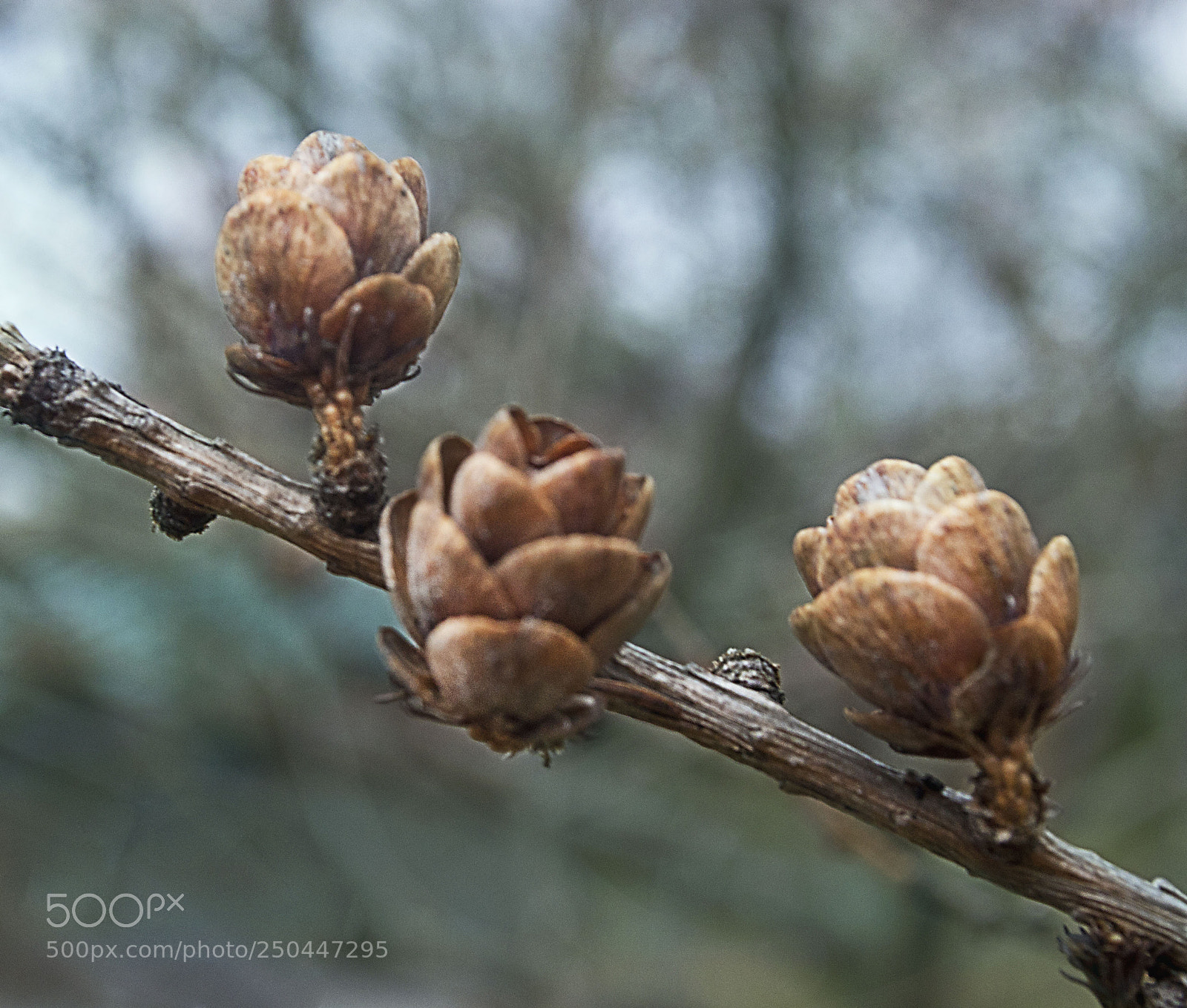 Nikon D3100 sample photo. Branch flowers photography