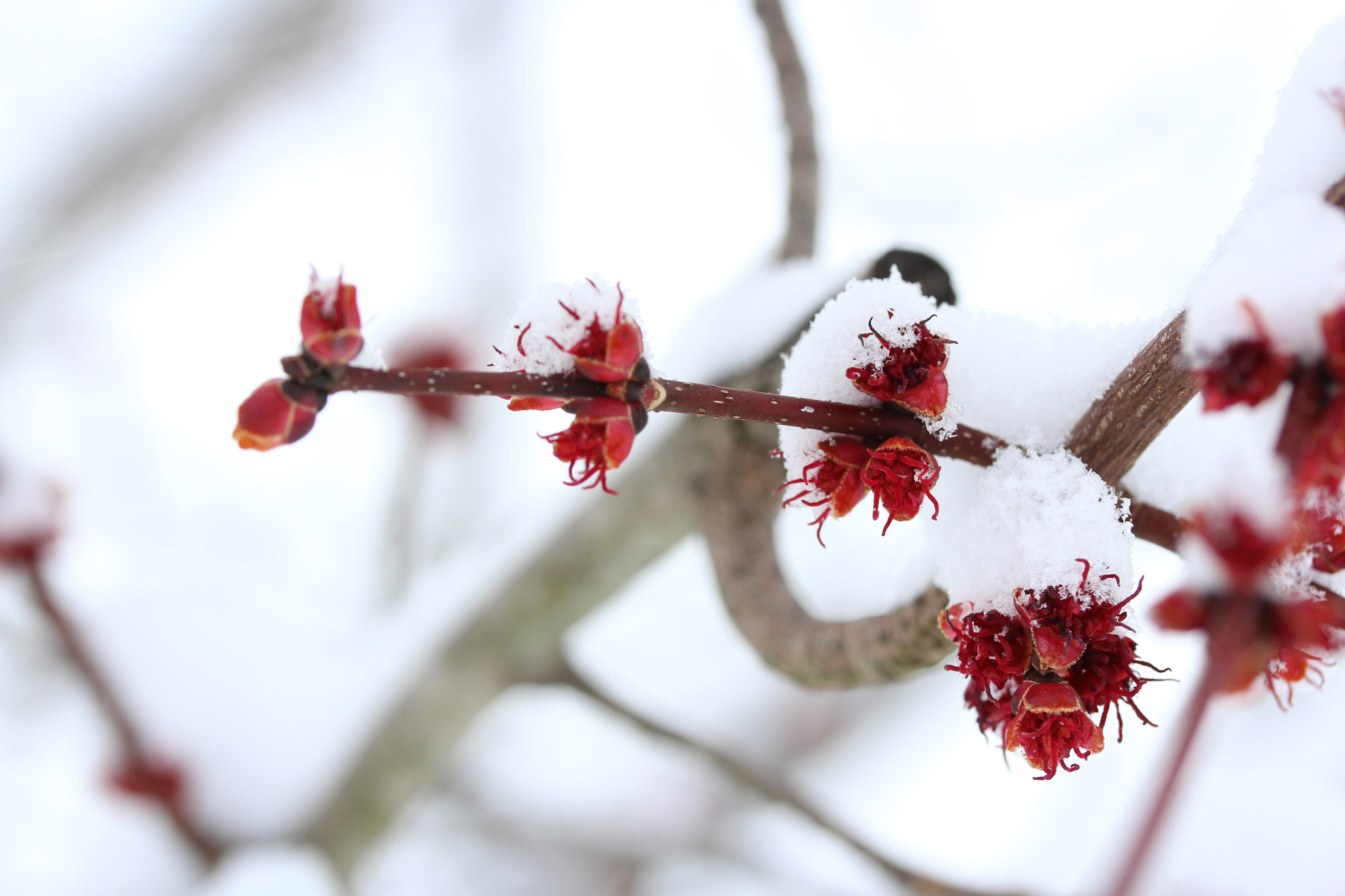 Canon EF-S 60mm F2.8 Macro USM sample photo. Snow and buds photography