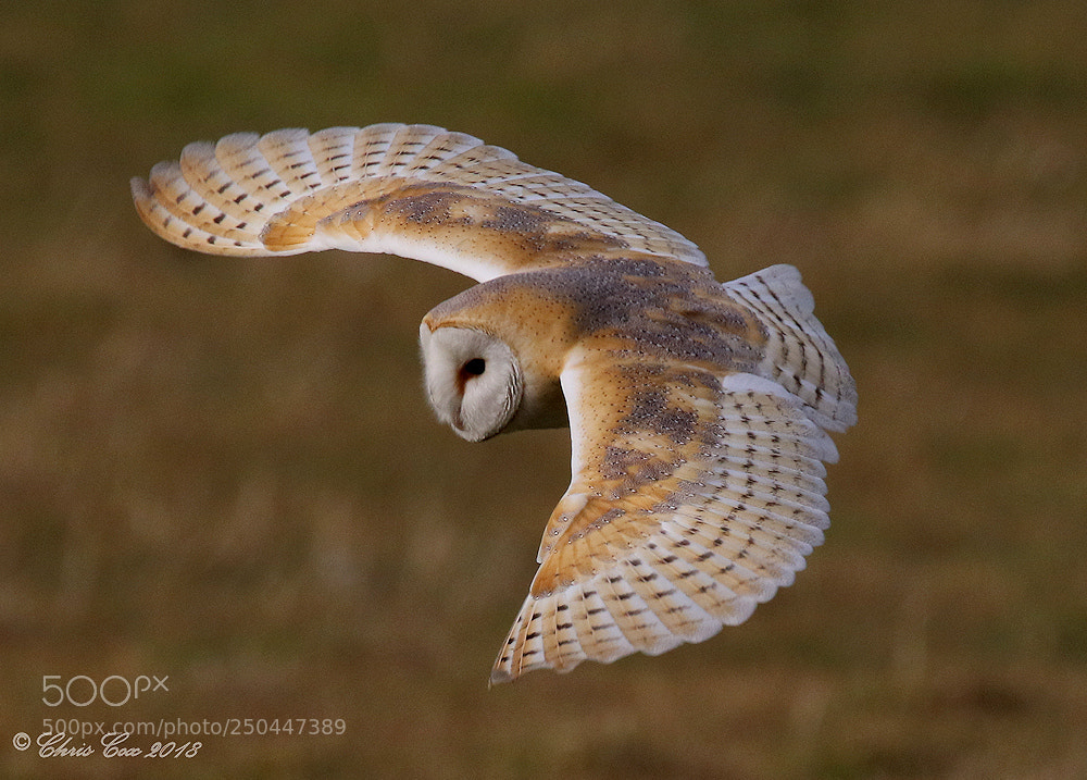 Canon EOS 7D Mark II sample photo. Barn owl photography