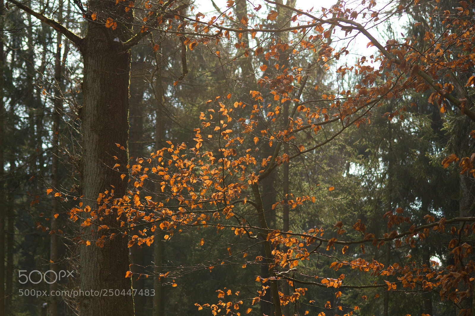 Sony SLT-A58 sample photo. Laub in anderer aufl photography