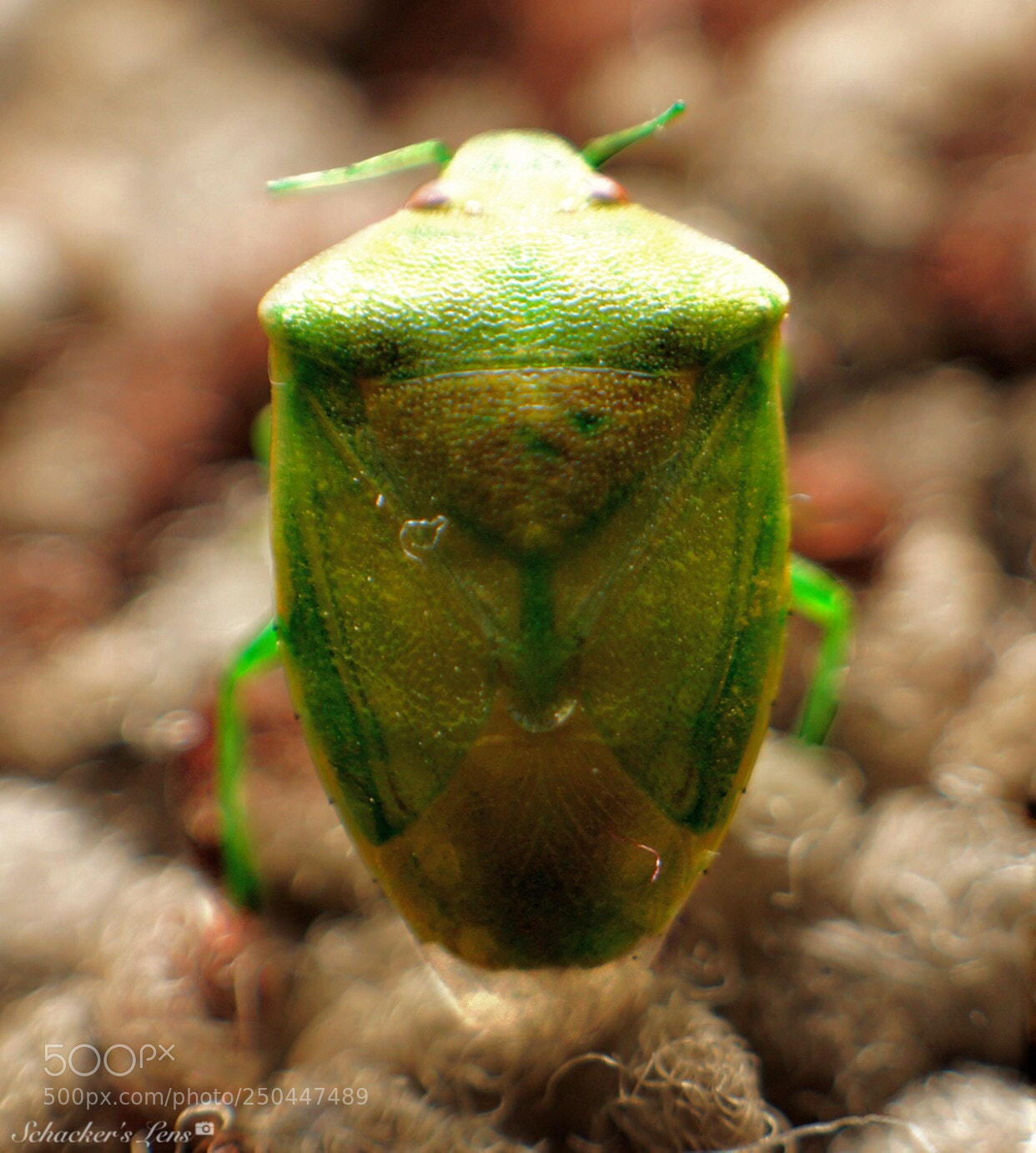Sony SLT-A65 (SLT-A65V) sample photo. Back green insect photography