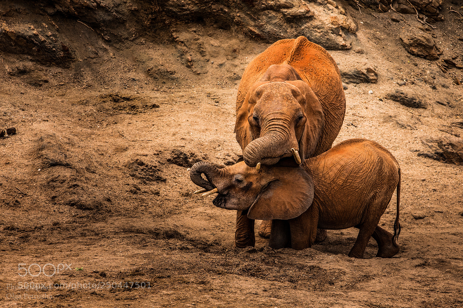 Canon EOS-1D X sample photo. Elephants on the red photography