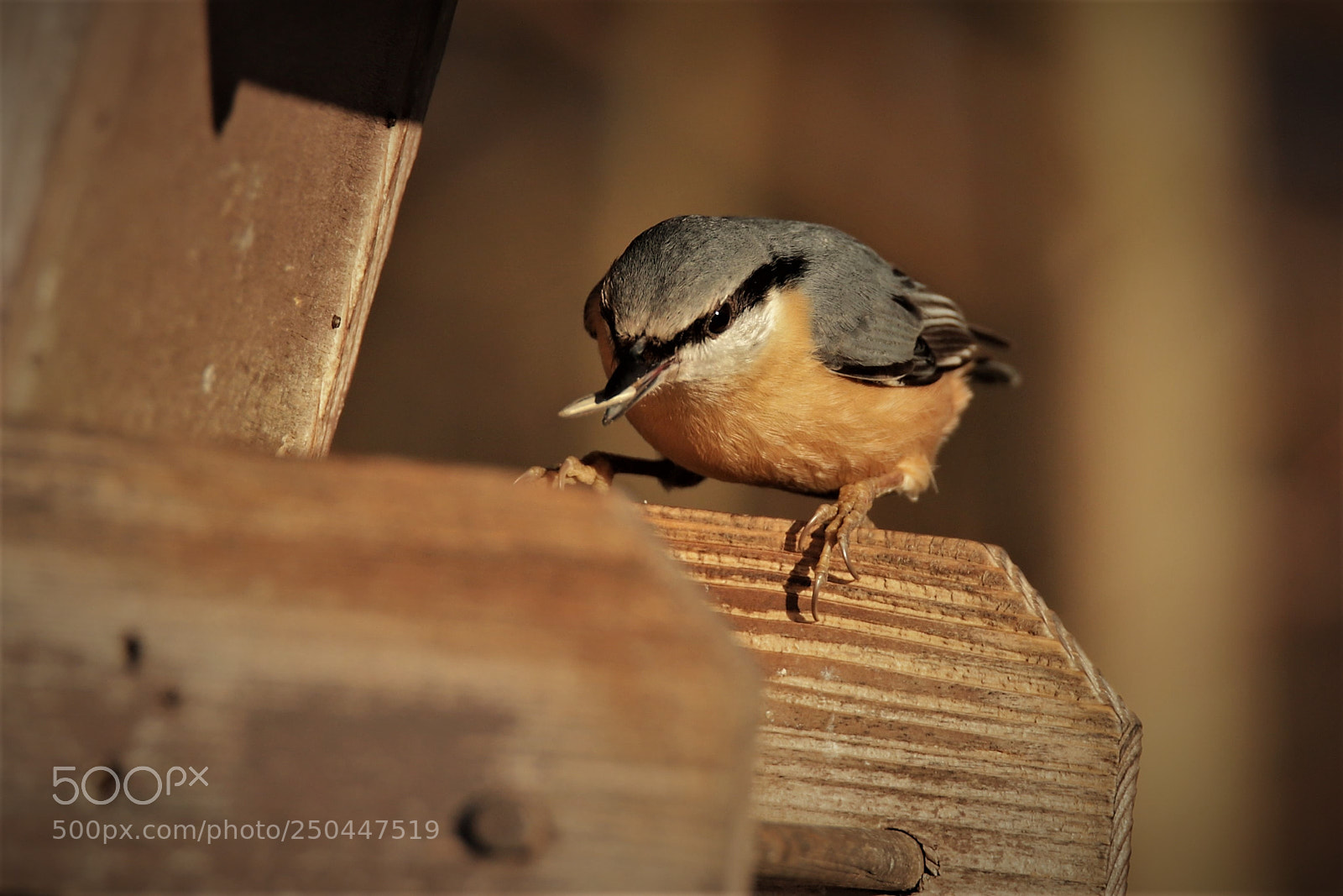 Canon EOS 6D Mark II sample photo. Hungry photography