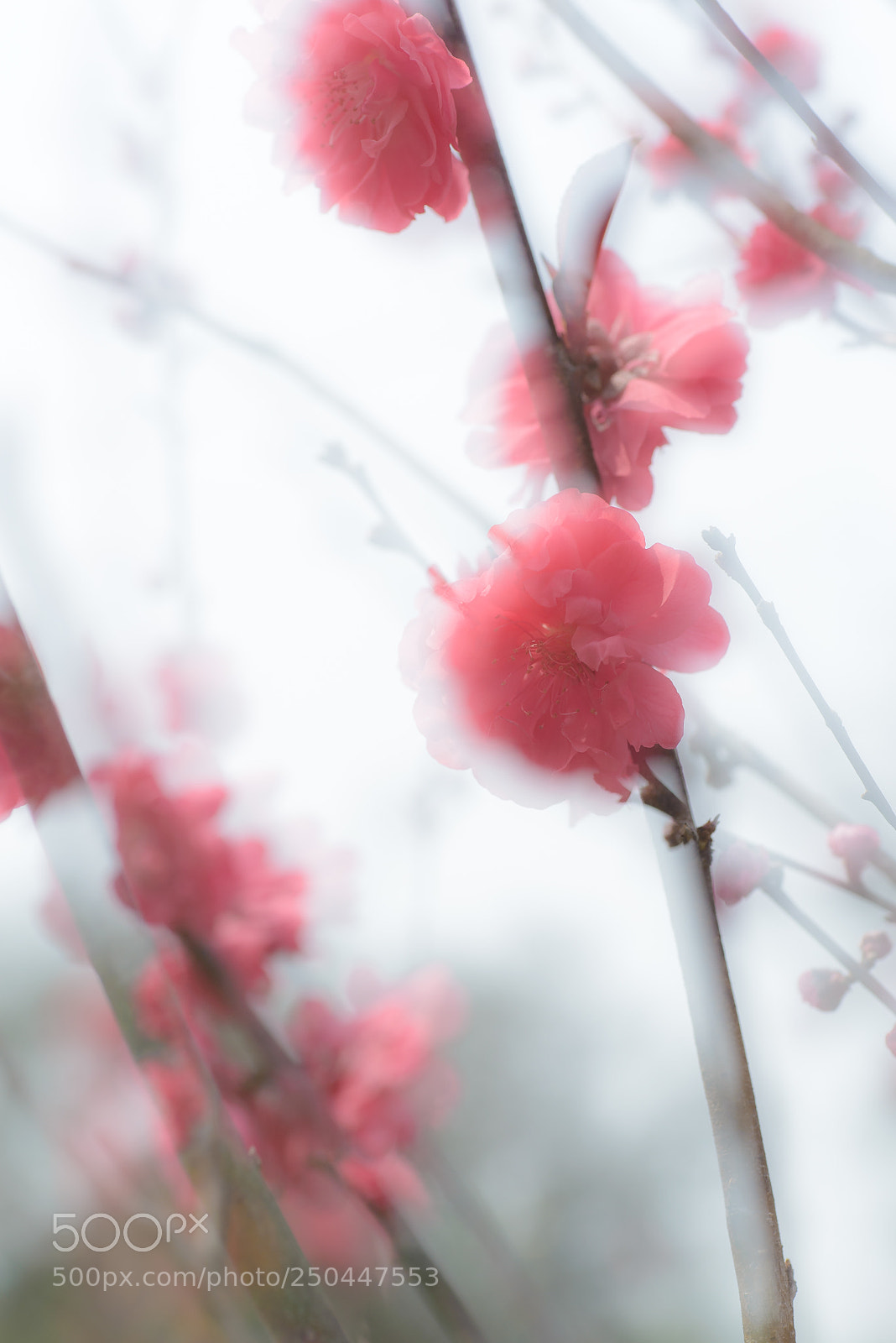 Nikon D610 sample photo. Cherry blossom photography