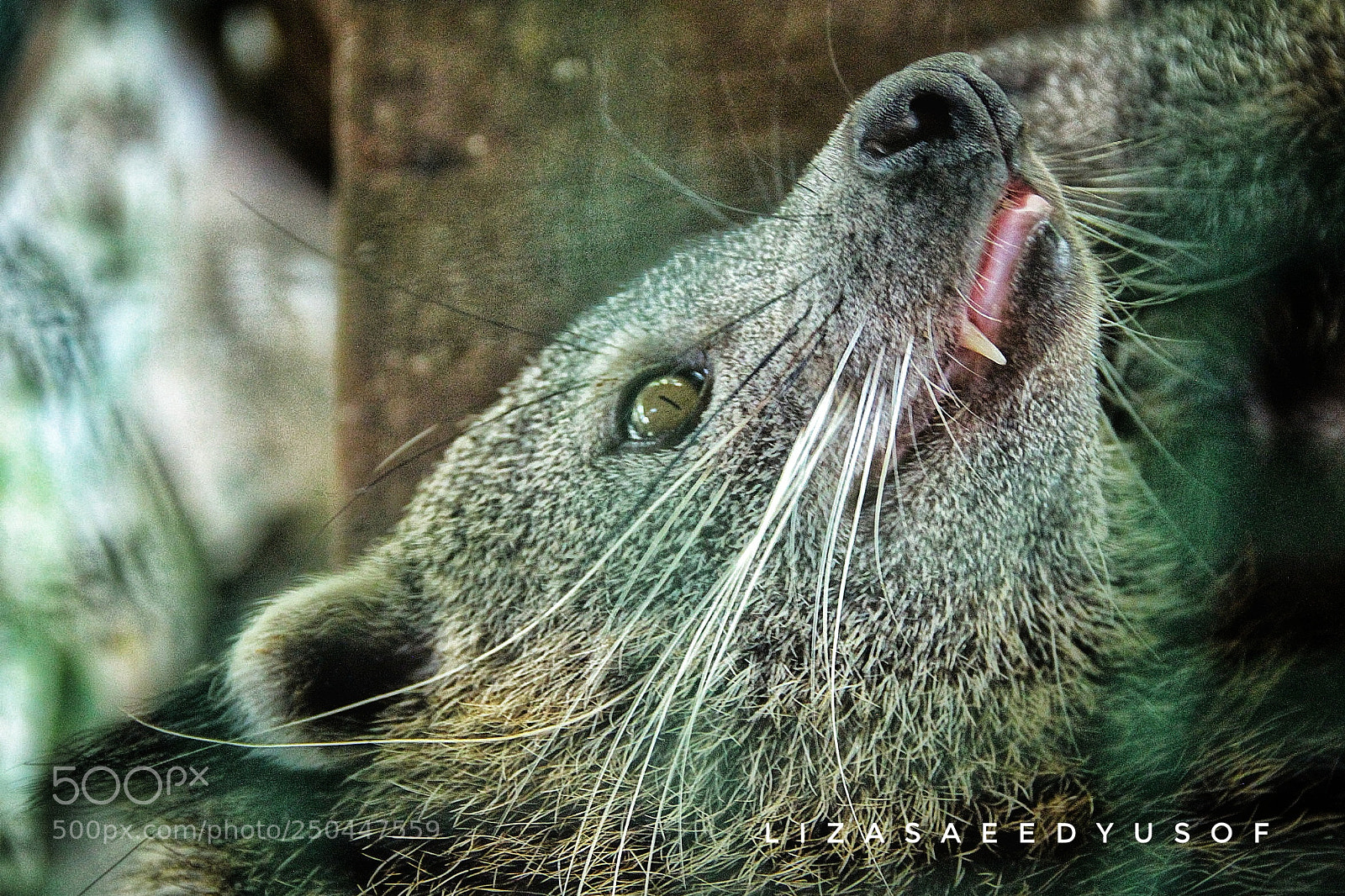 Canon EOS 500D (EOS Rebel T1i / EOS Kiss X3) sample photo. Face of a civet photography