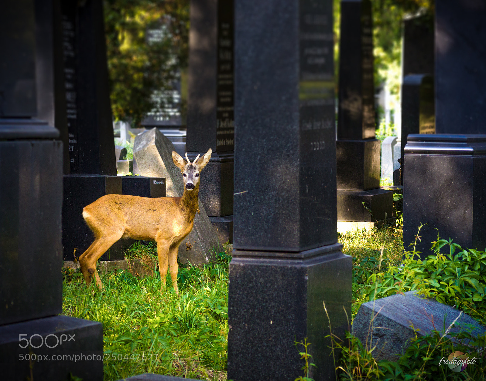 Canon EOS 60D sample photo. Curiosity photography
