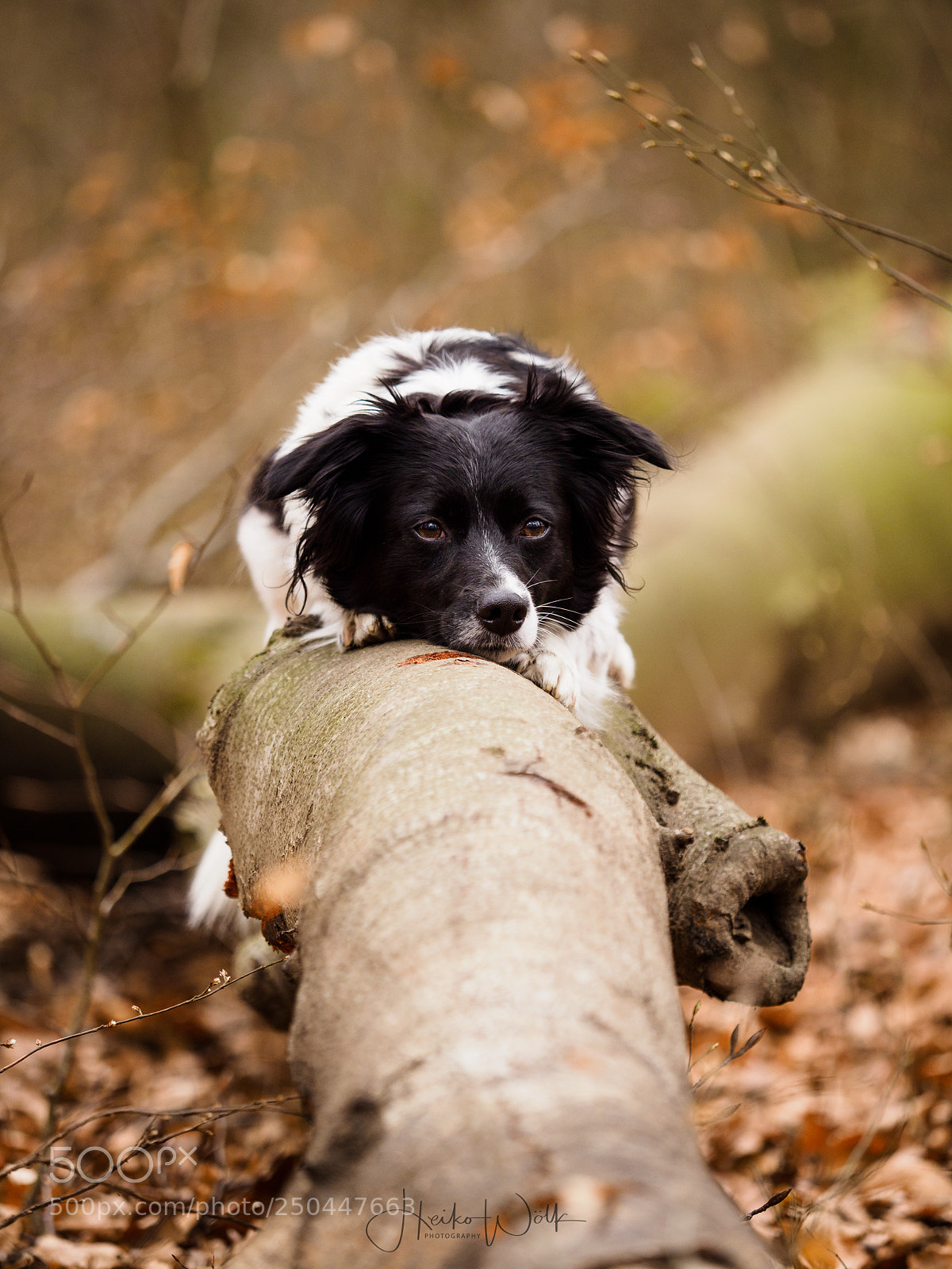 Olympus OM-D E-M1 Mark II sample photo. Lilly photography