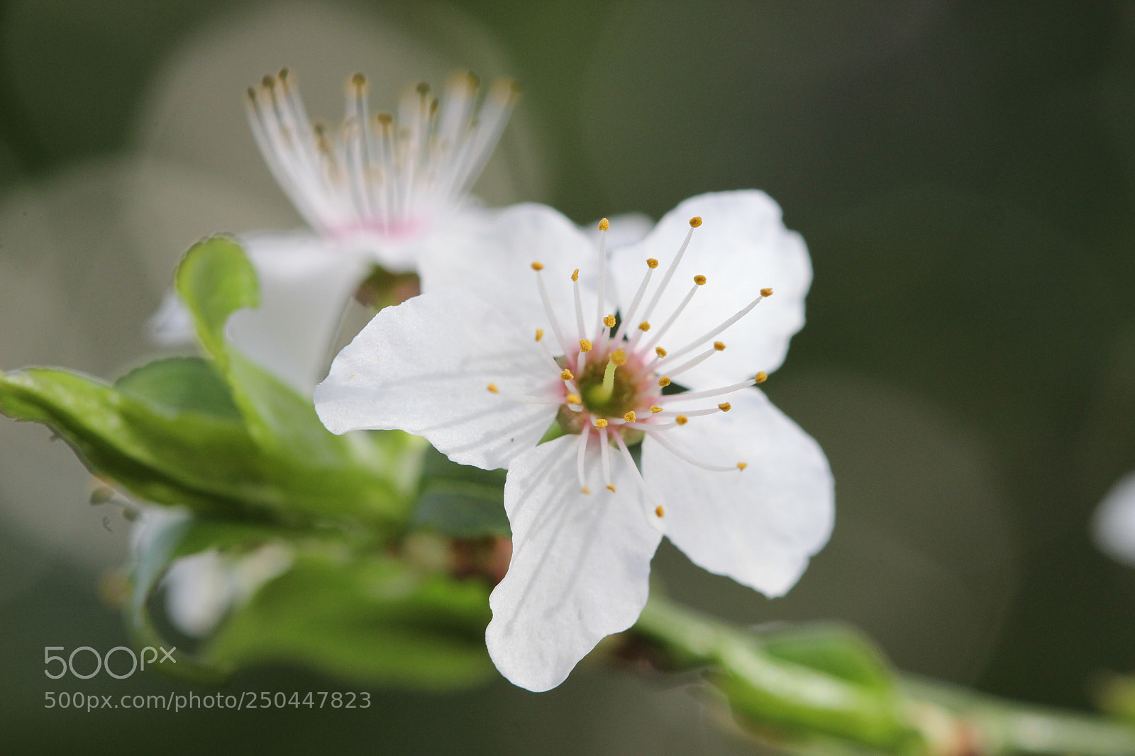 Canon EOS 600D (Rebel EOS T3i / EOS Kiss X5) sample photo. New hope photography