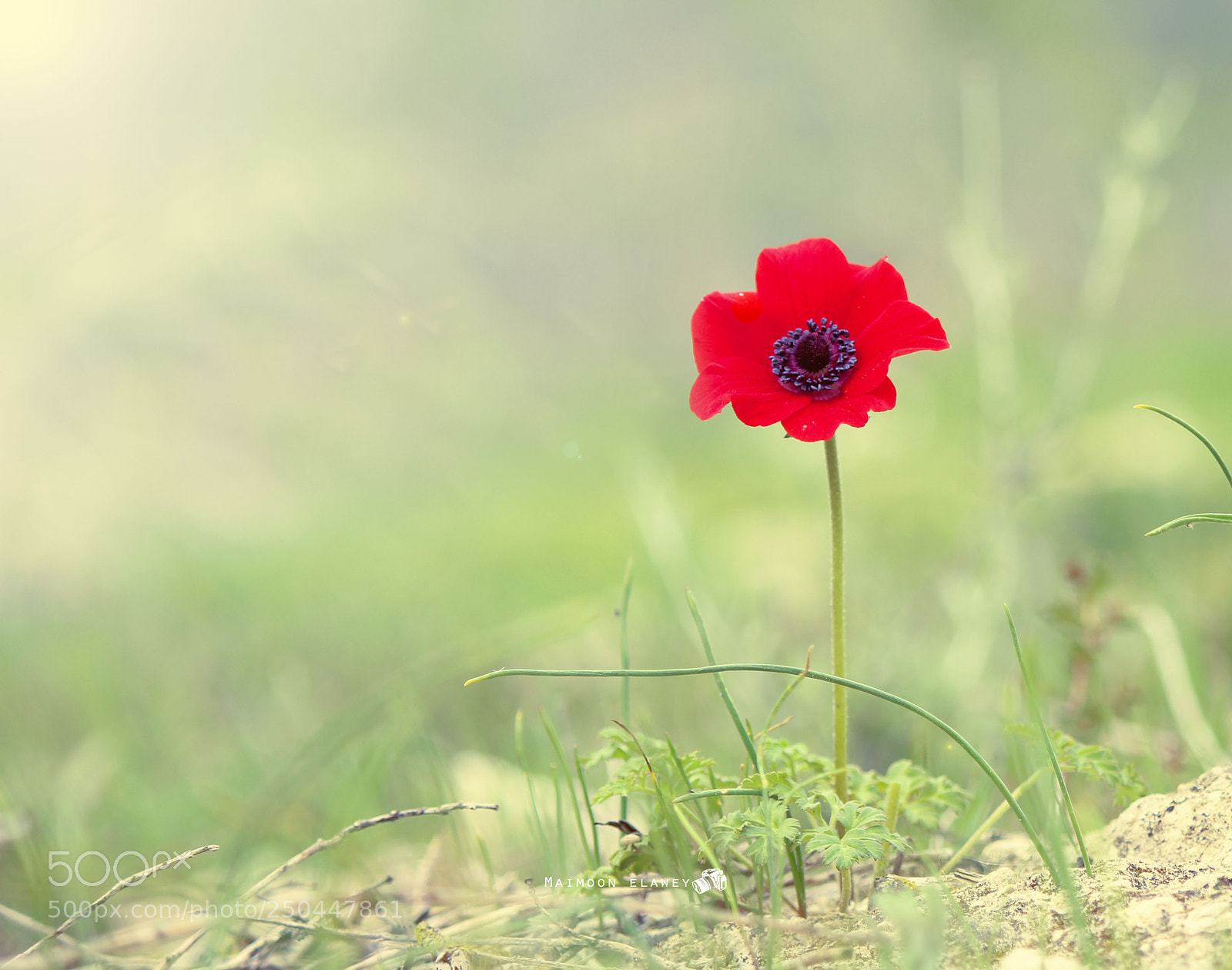 Canon EOS 60D sample photo. Img photography