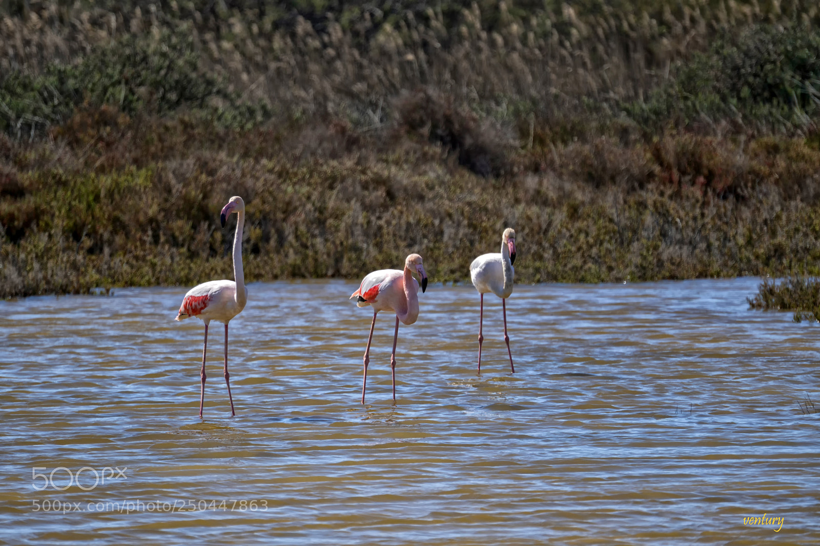 Sony a6500 sample photo. Three flamingos,ole photography