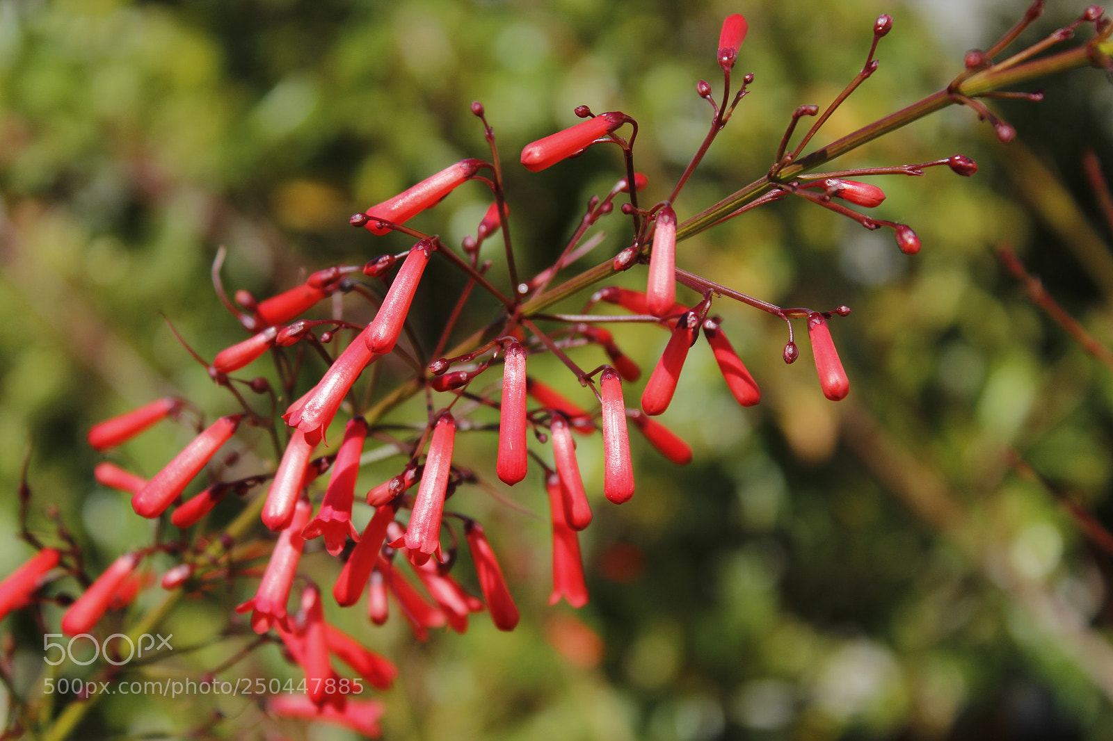 Canon EOS 1300D (EOS Rebel T6 / EOS Kiss X80) sample photo. Red flower i photography