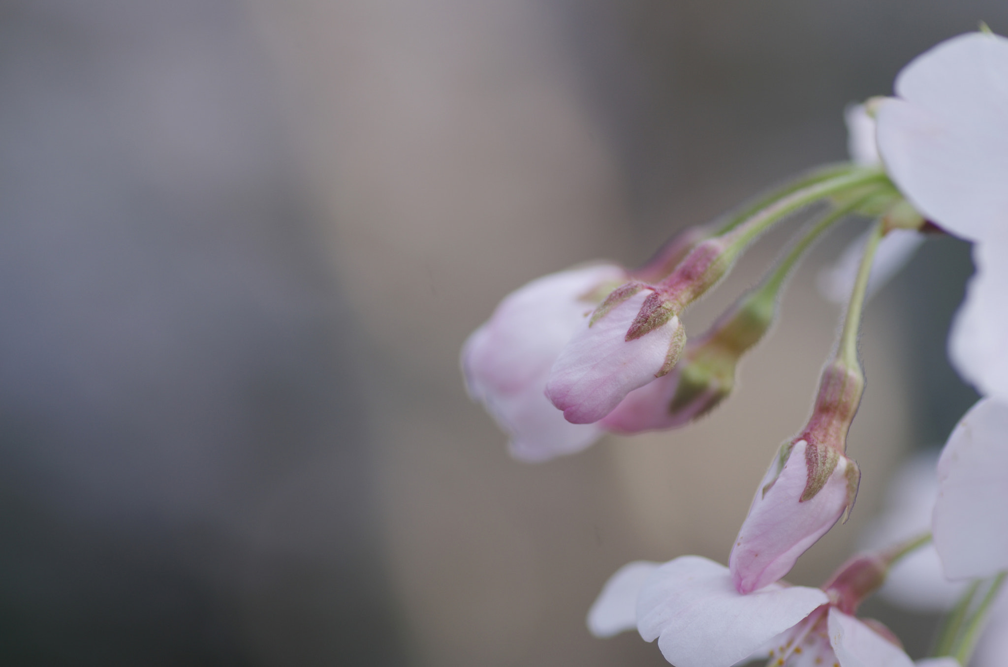 Pentax K-5 sample photo. Bud photography