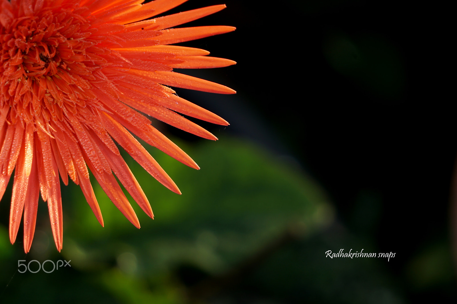 Sony E 55-210mm F4.5-6.3 OSS sample photo. Flower photography