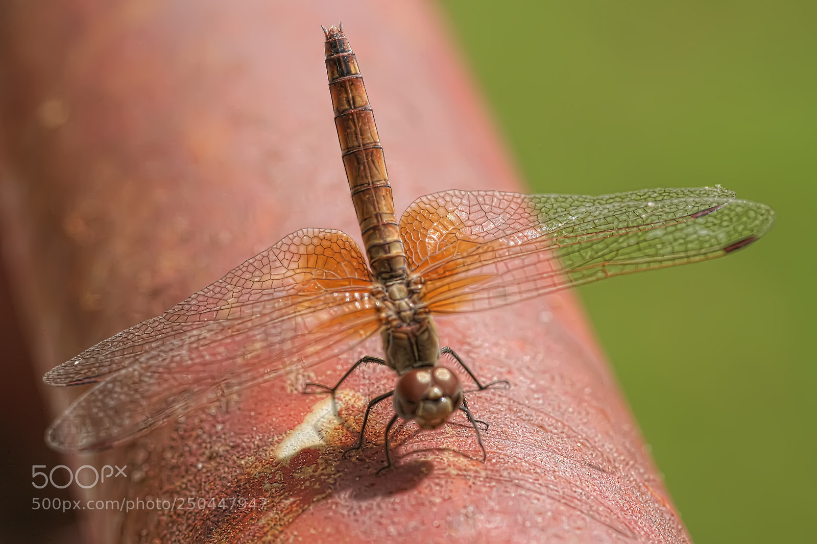 Canon EOS 350D (EOS Digital Rebel XT / EOS Kiss Digital N) sample photo. Dragonfly photography
