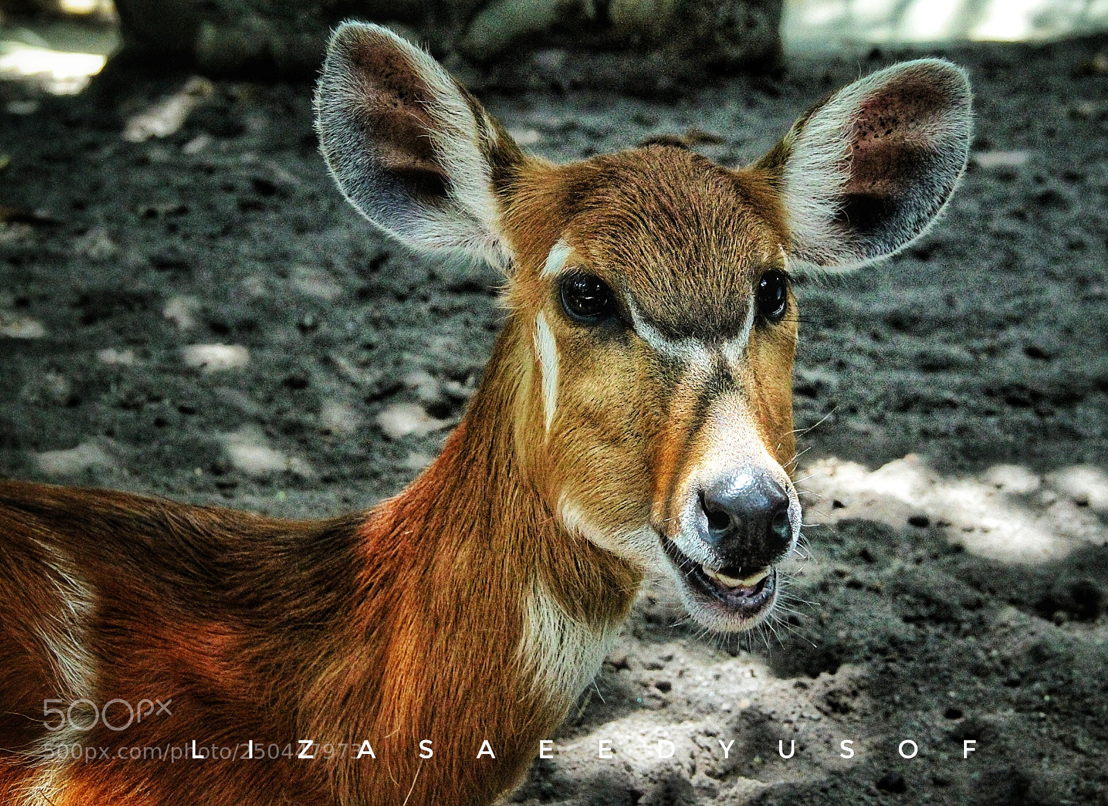 Canon EOS 500D (EOS Rebel T1i / EOS Kiss X3) sample photo. A happy bambi photography