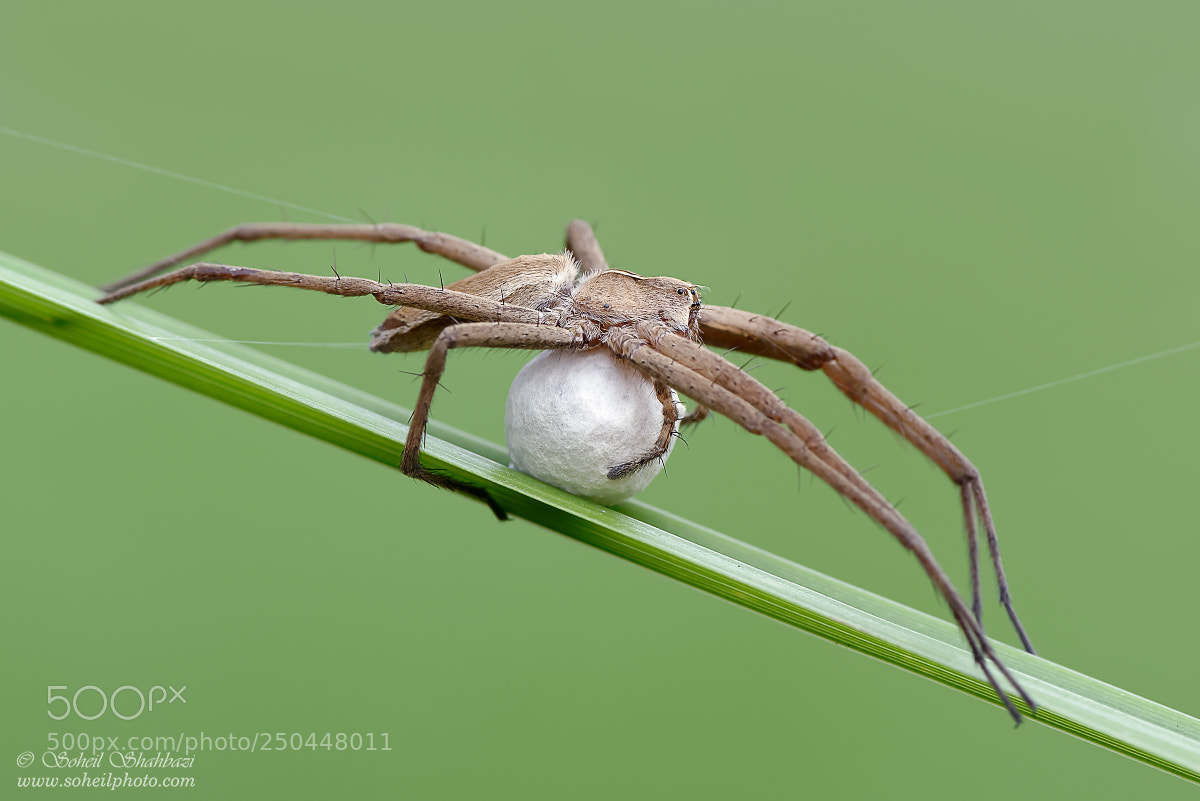Nikon D610 sample photo. Wolfspider eggs photography