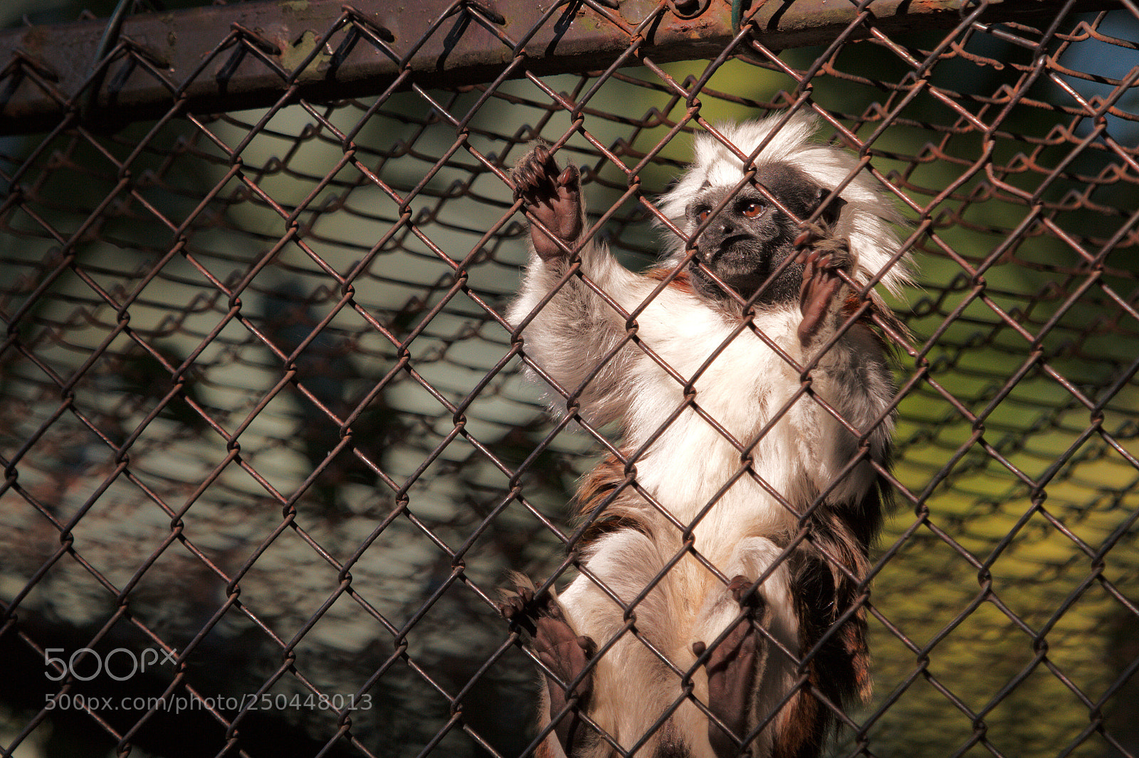 Canon EOS 7D sample photo. Cotton-top tamarin photography