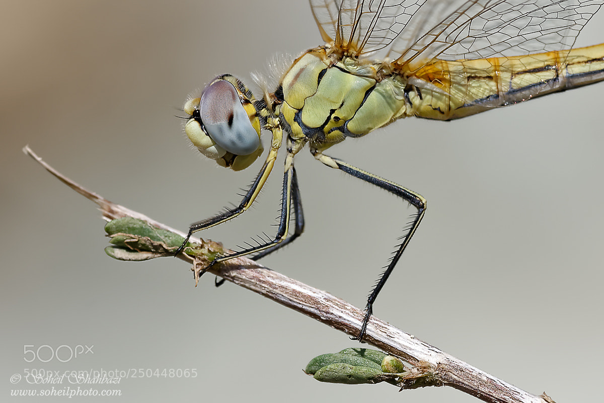Nikon D610 sample photo. Dragonfly photography