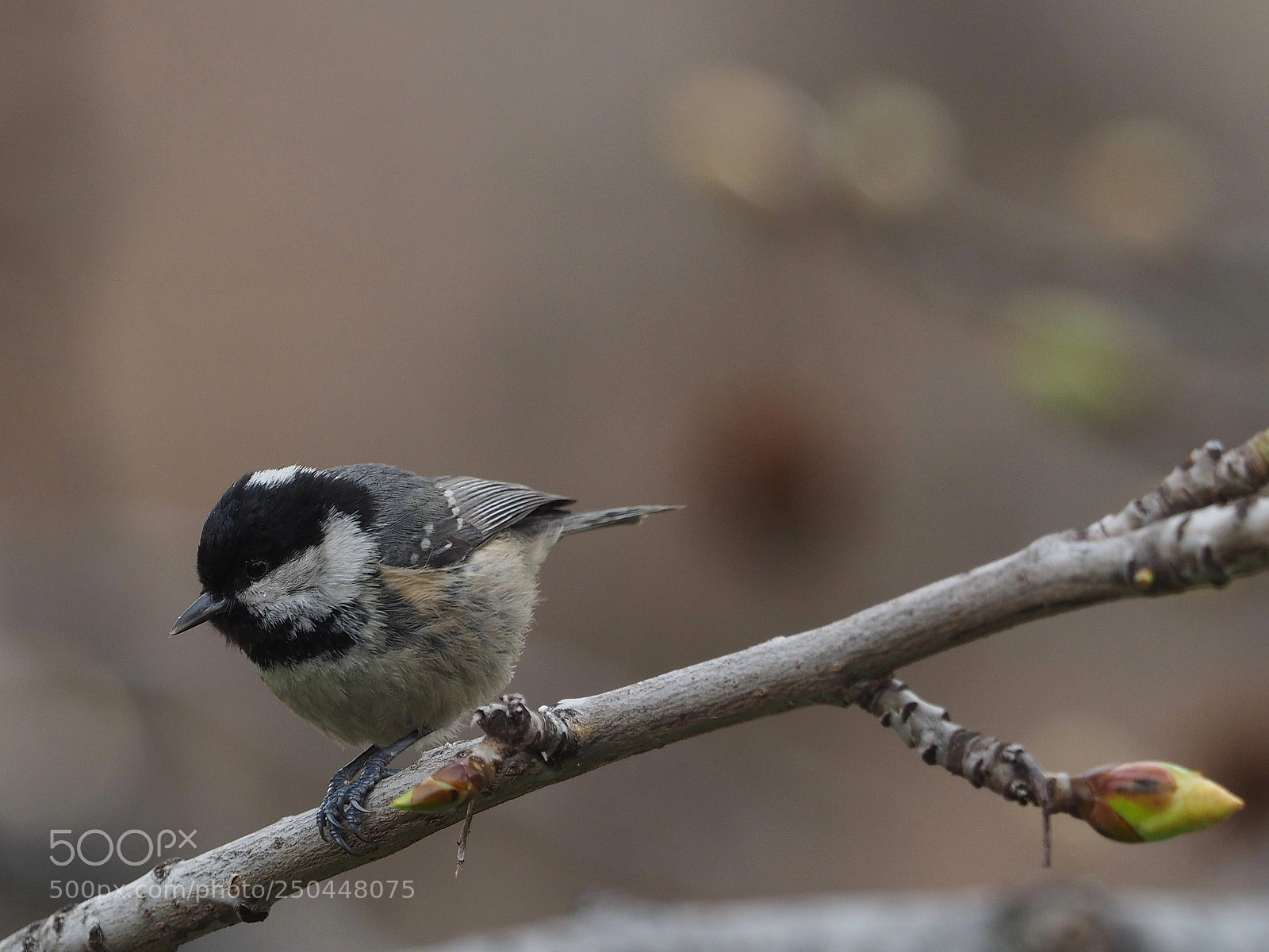 Olympus OM-D E-M1 sample photo. Carbonero garrapinos (periparus ater) photography
