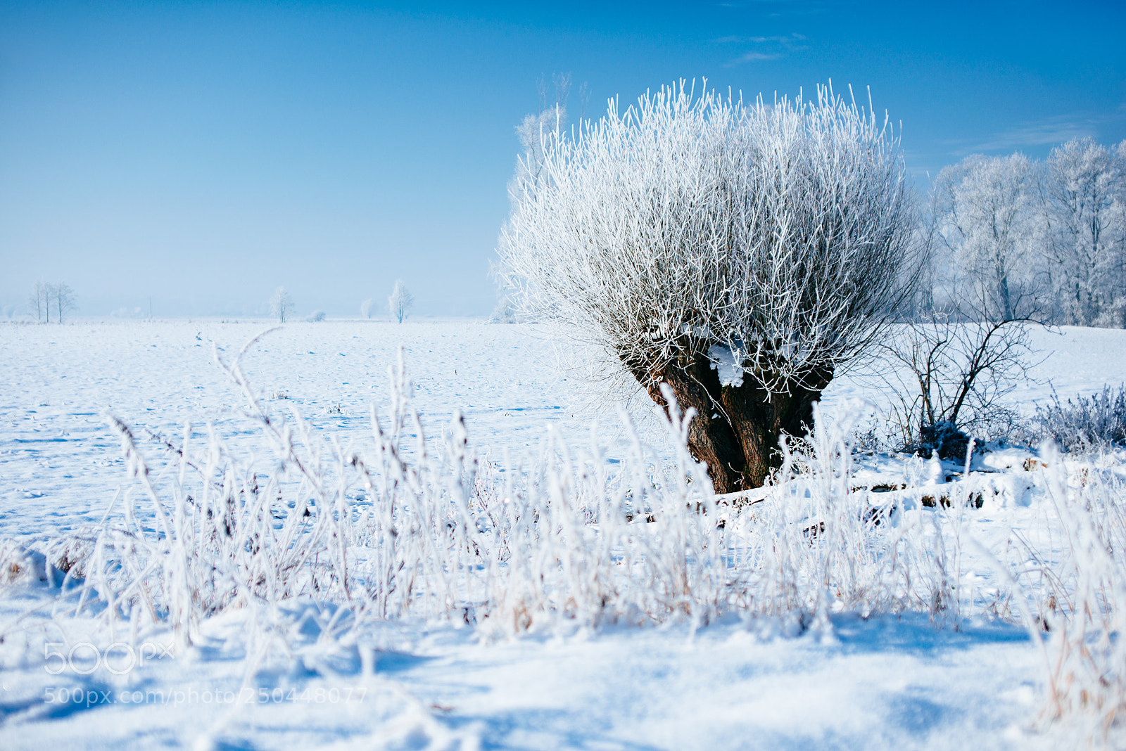 Nikon D800 sample photo. Winter in wroblewo photography