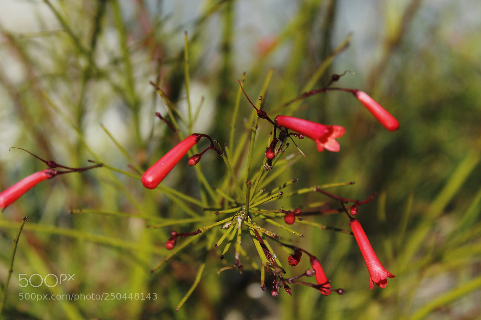 Canon EOS 1300D (EOS Rebel T6 / EOS Kiss X80) sample photo. Red flower ii photography