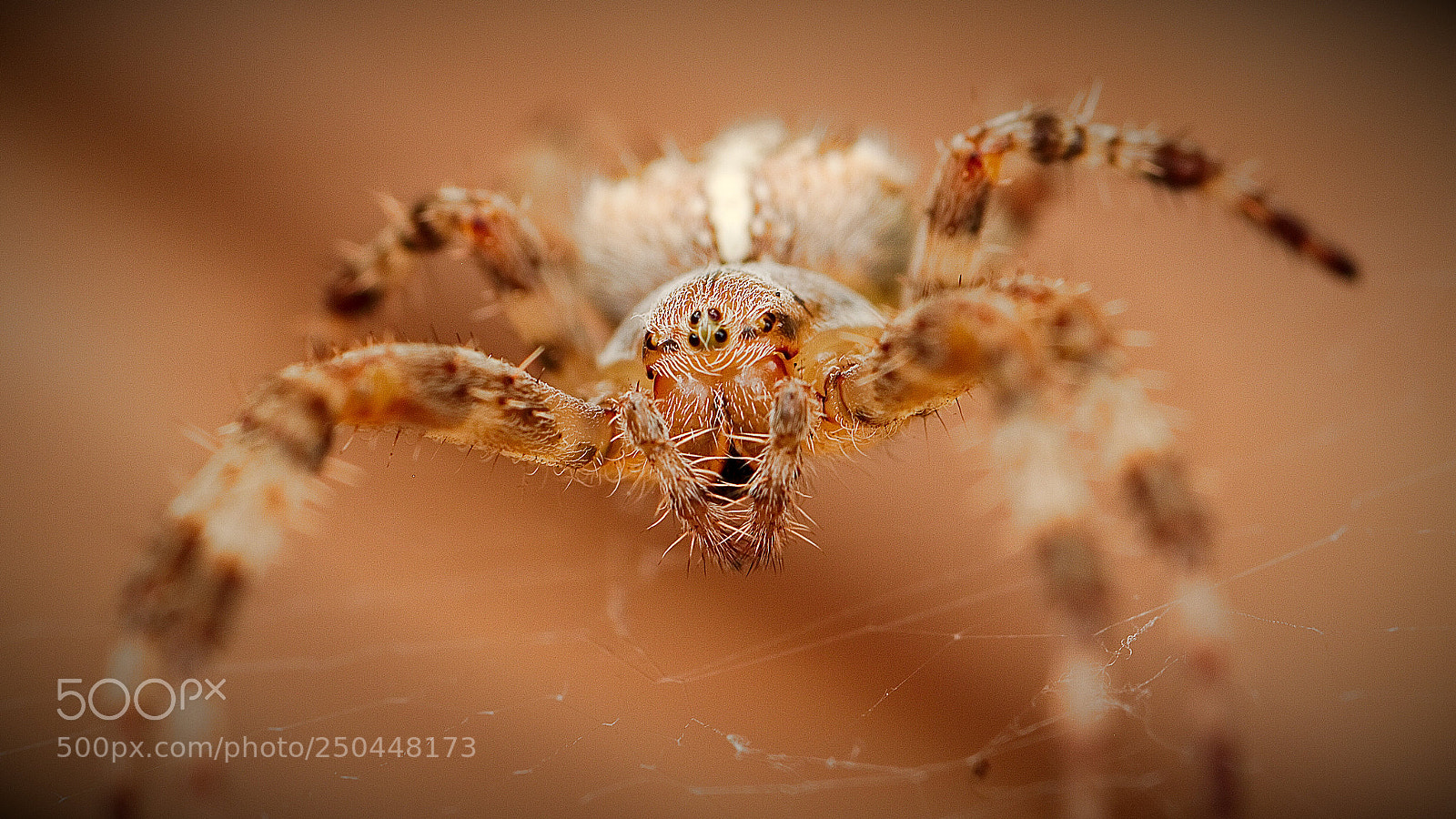 Canon EOS 7D sample photo. Araneus photography