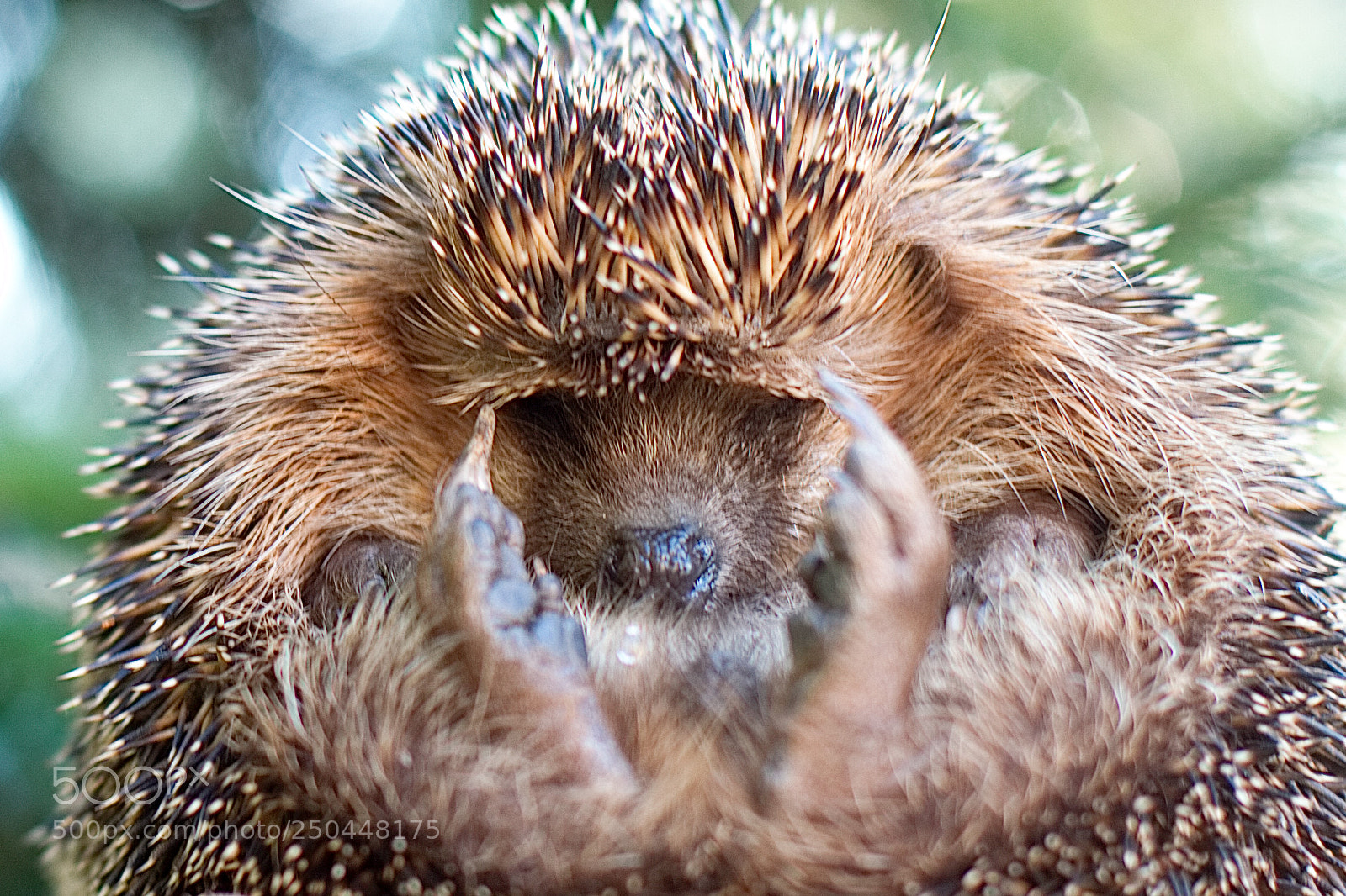 Canon EOS 7D sample photo. Hedgehog photography