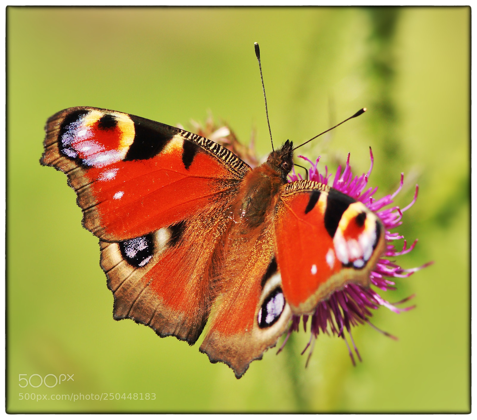 Canon EOS 70D sample photo. European peacock photography
