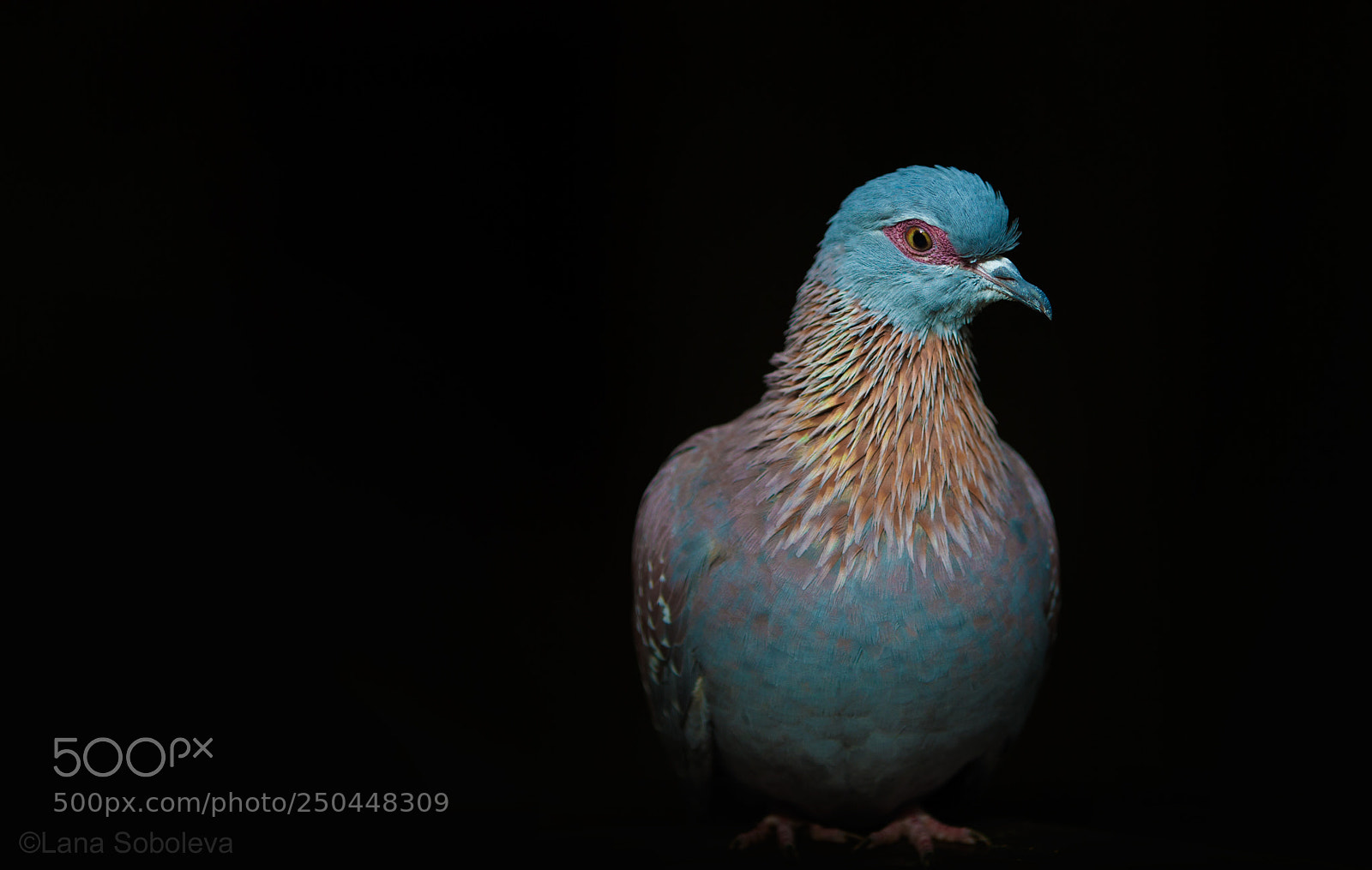 Canon EOS-1D X sample photo. Speckled pigeon photography