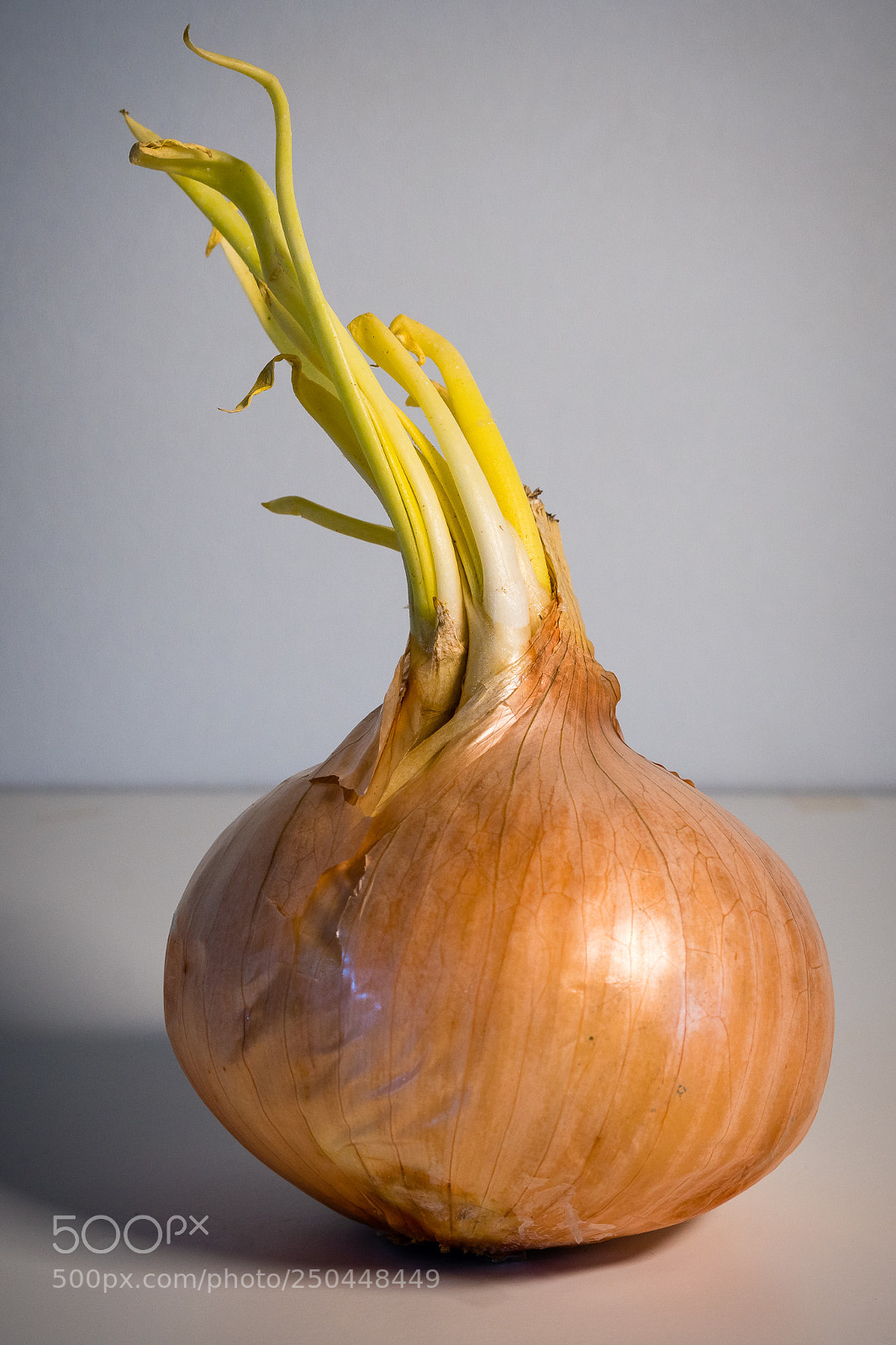 Sony a7R II sample photo. Blooming onion photography