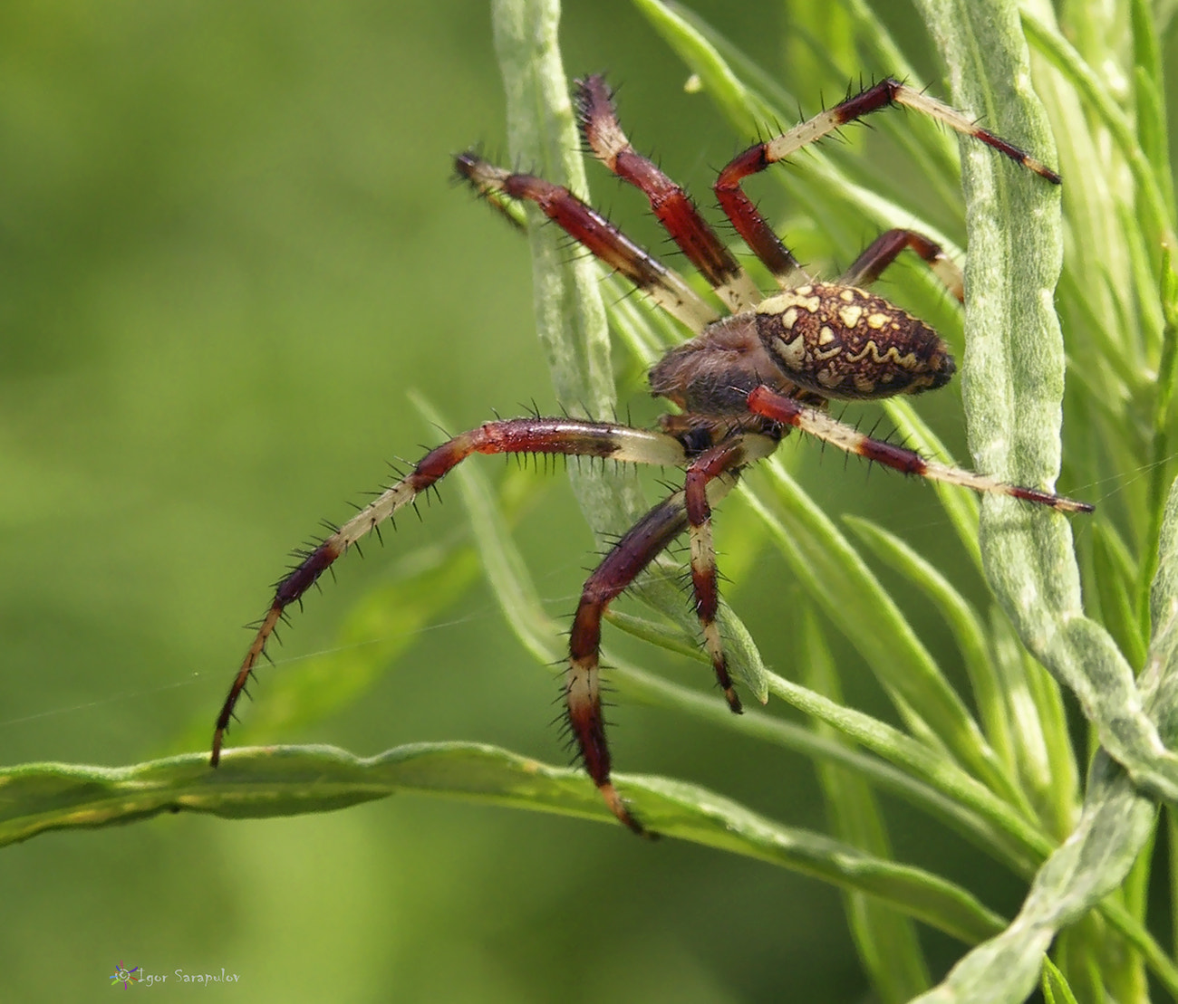 KONICA MINOLTA DiMAGE A200 sample photo. Araneus photography