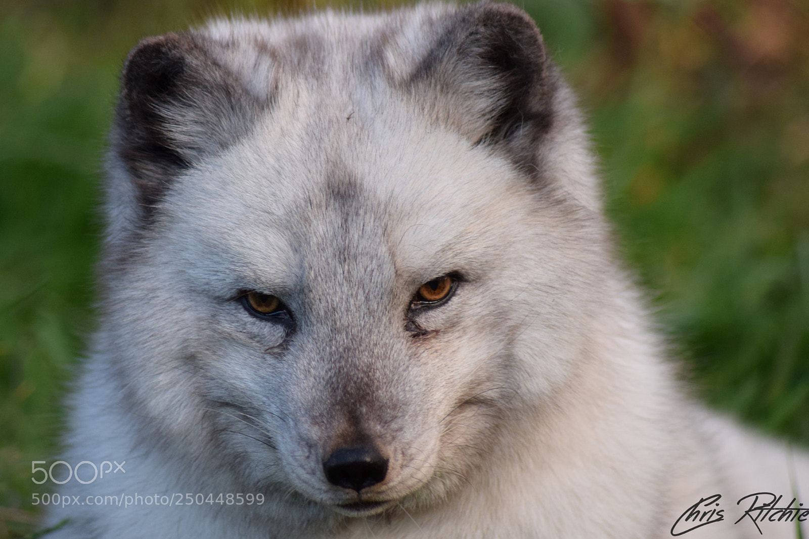 Nikon D3300 sample photo. Arctic stare photography