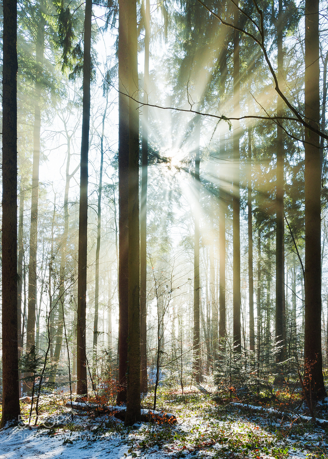 Nikon Df sample photo. Sunshine photography