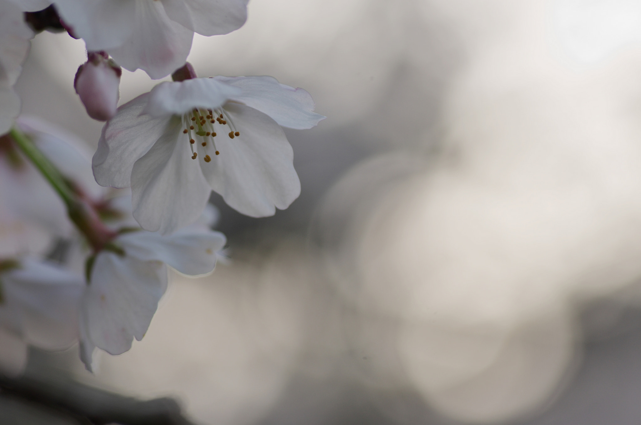 Pentax K-5 + Tamron SP AF 90mm F2.8 Di Macro sample photo. Sakura photography