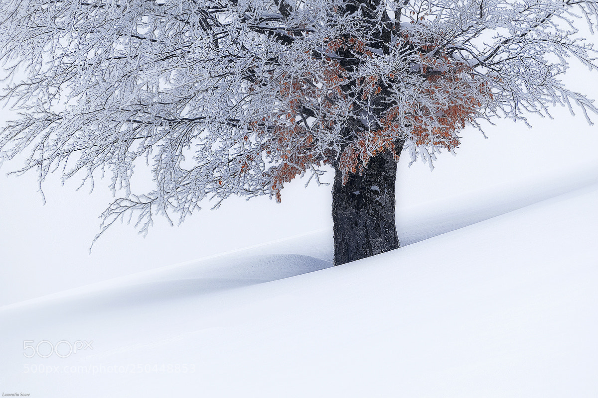Nikon D3300 sample photo. Loneliness tree photography