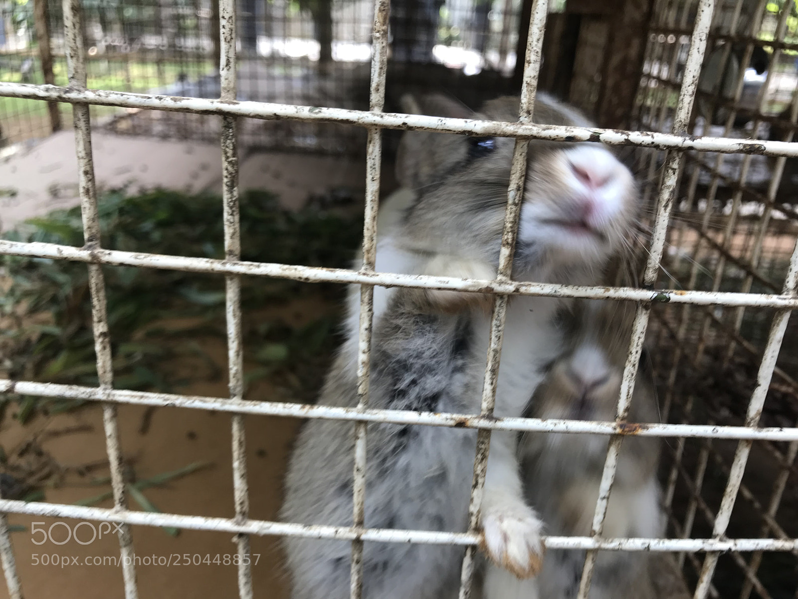 Apple iPhone 7 sample photo. Bunny photography