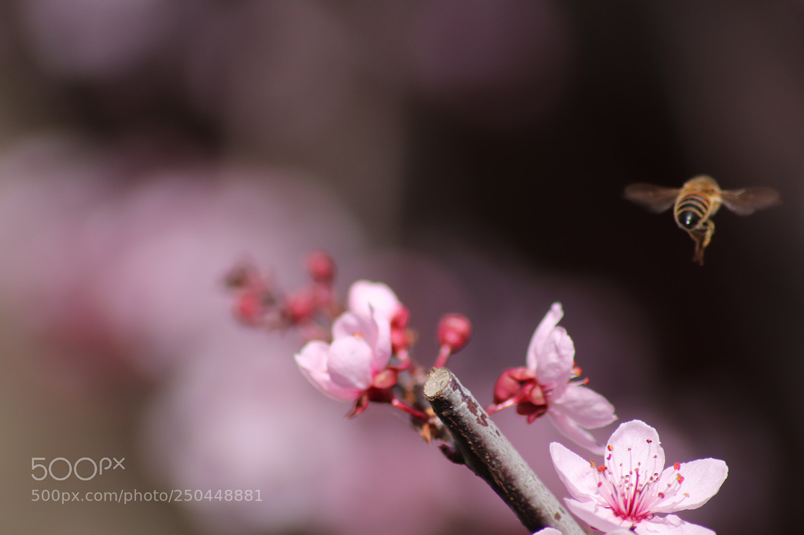 Canon EOS 200D (EOS Rebel SL2 / EOS Kiss X9) sample photo. Fly bee fly photography