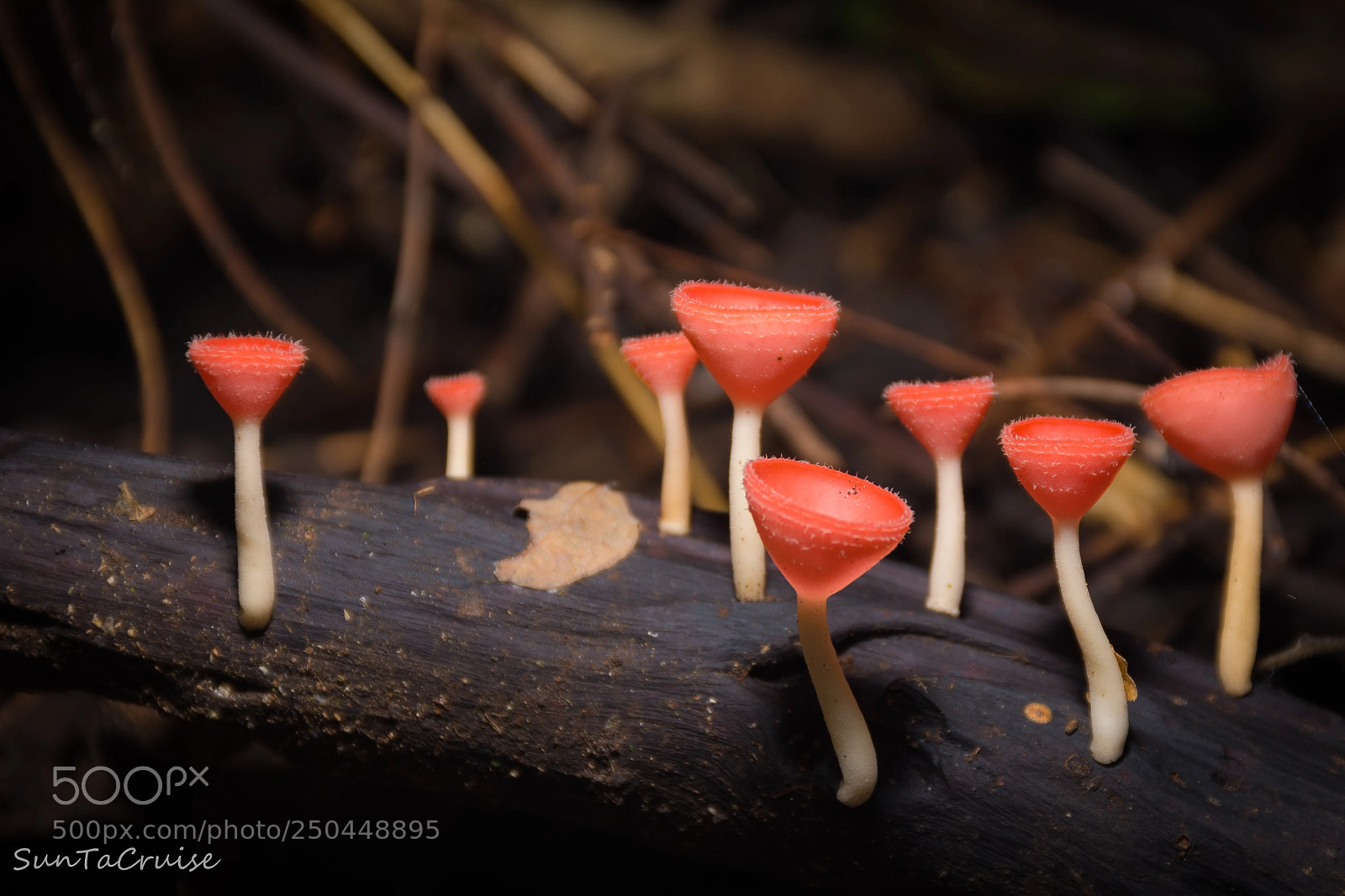 Nikon D7200 sample photo. Mushroom in the  forest. photography