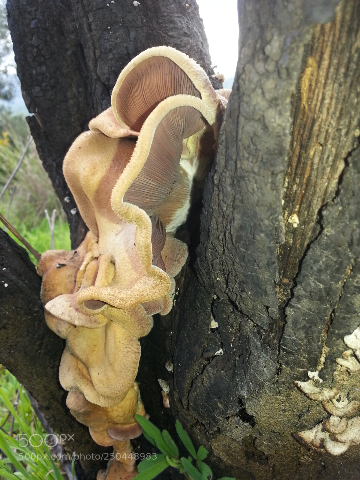 Samsung Galaxy S3 sample photo. Mushroom photography