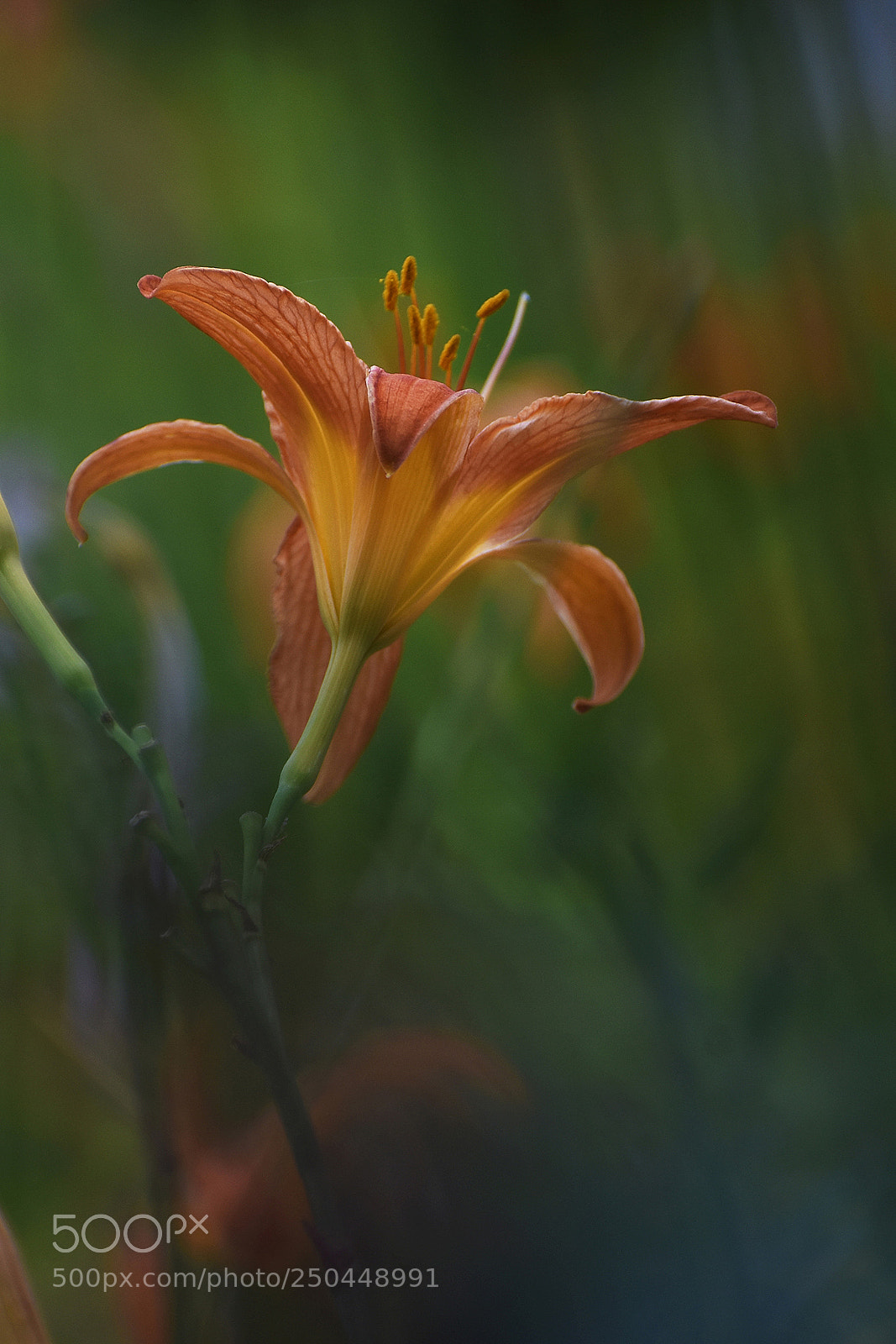 Nikon D7200 sample photo. _mda1197 12.jpg photography