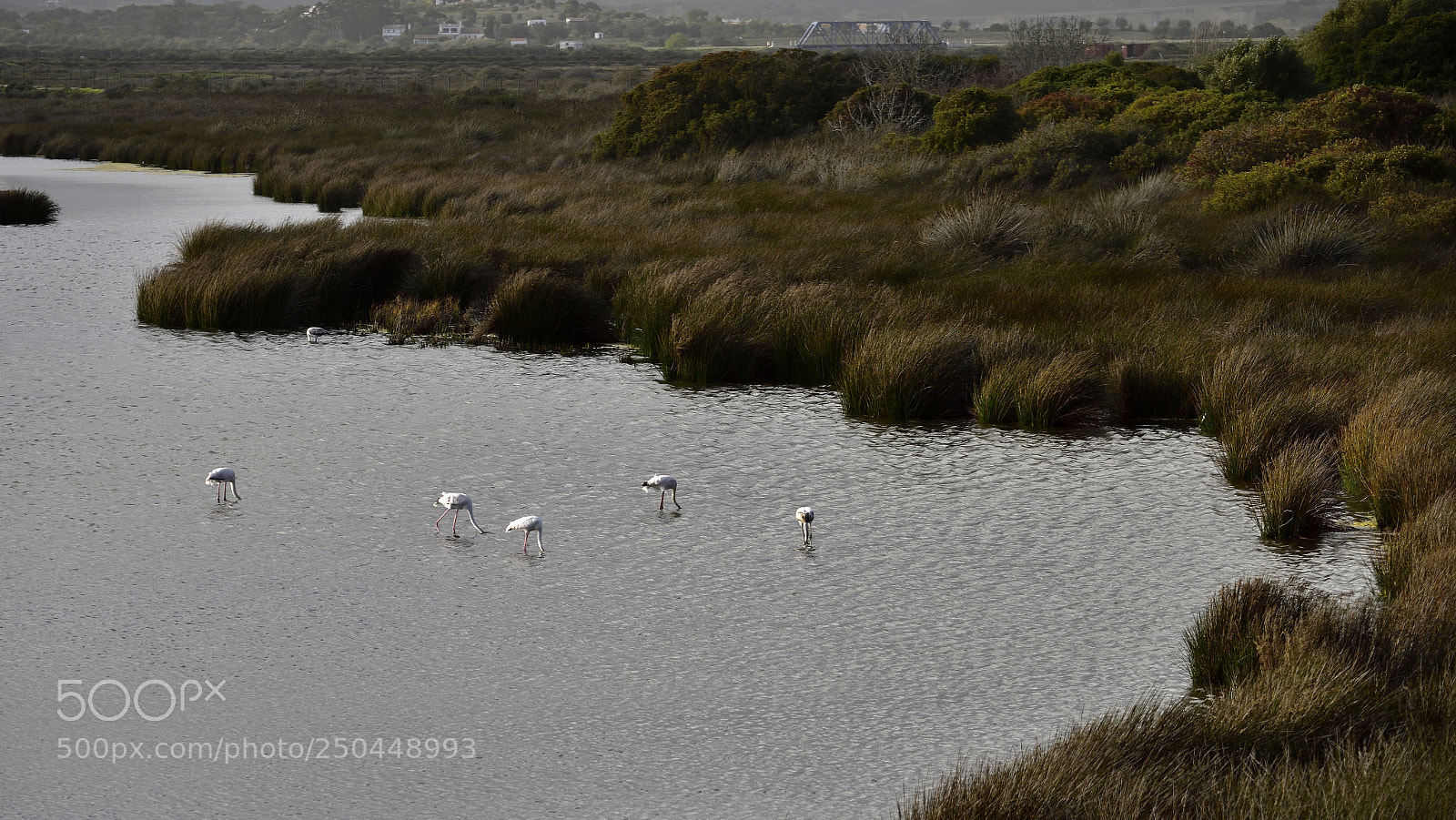 Nikon D810 sample photo. Flamingos ria de alvor photography