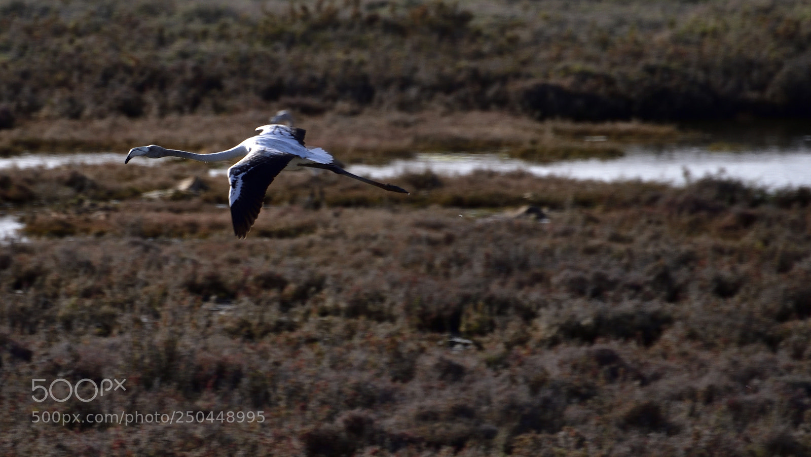 Nikon D810 sample photo. Flamingos ria de alvor photography