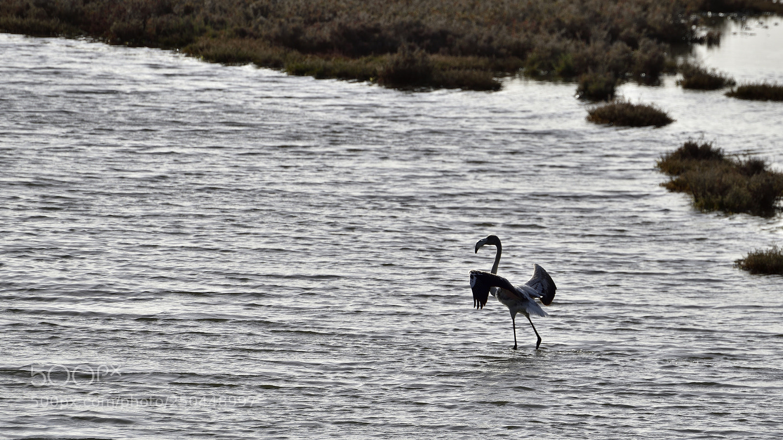 Nikon D810 sample photo. Flamingos ria de alvor photography