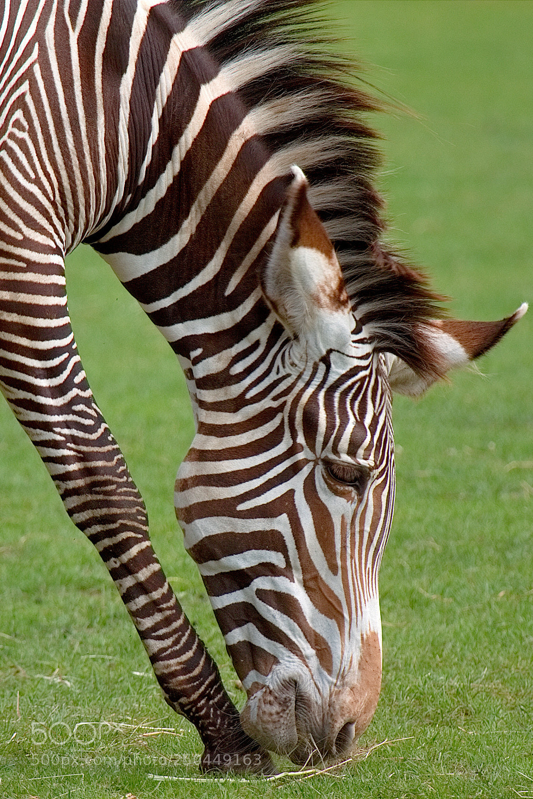 Canon EOS 7D sample photo. Grevy zebra photography