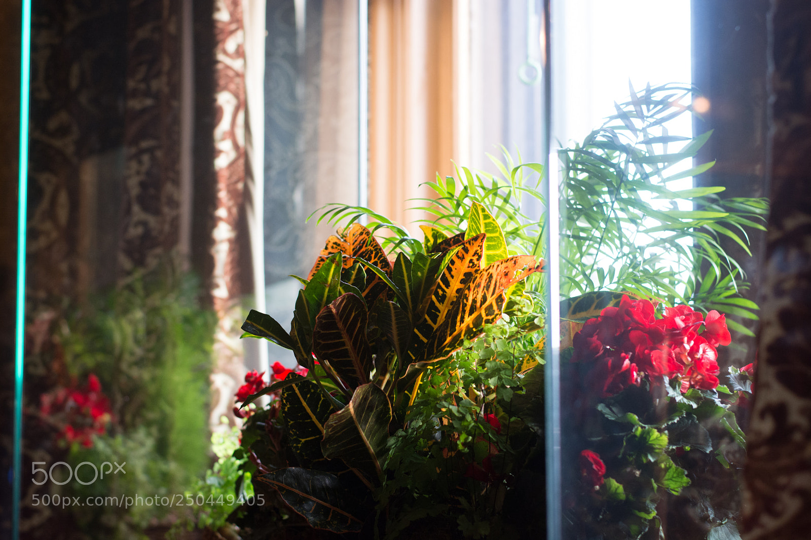 Nikon D5200 sample photo. Light nurtures vibrancy photography