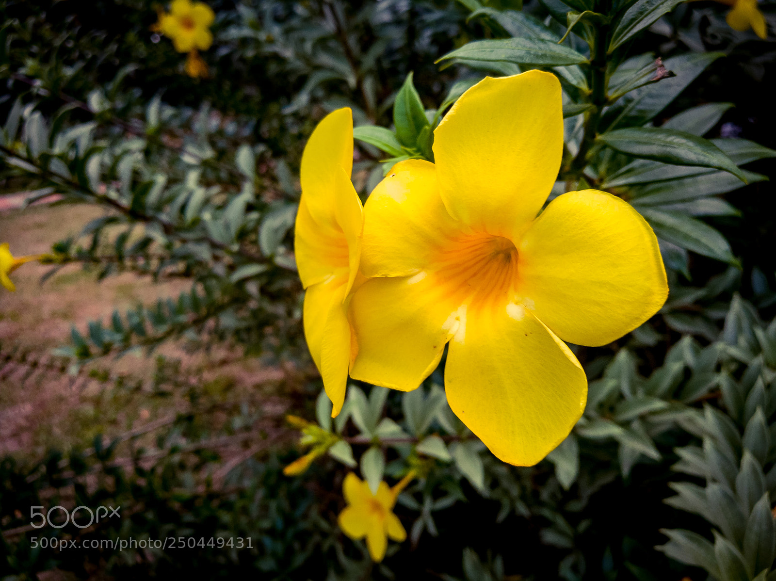 HUAWEI Honor 8 sample photo. Yellow photography