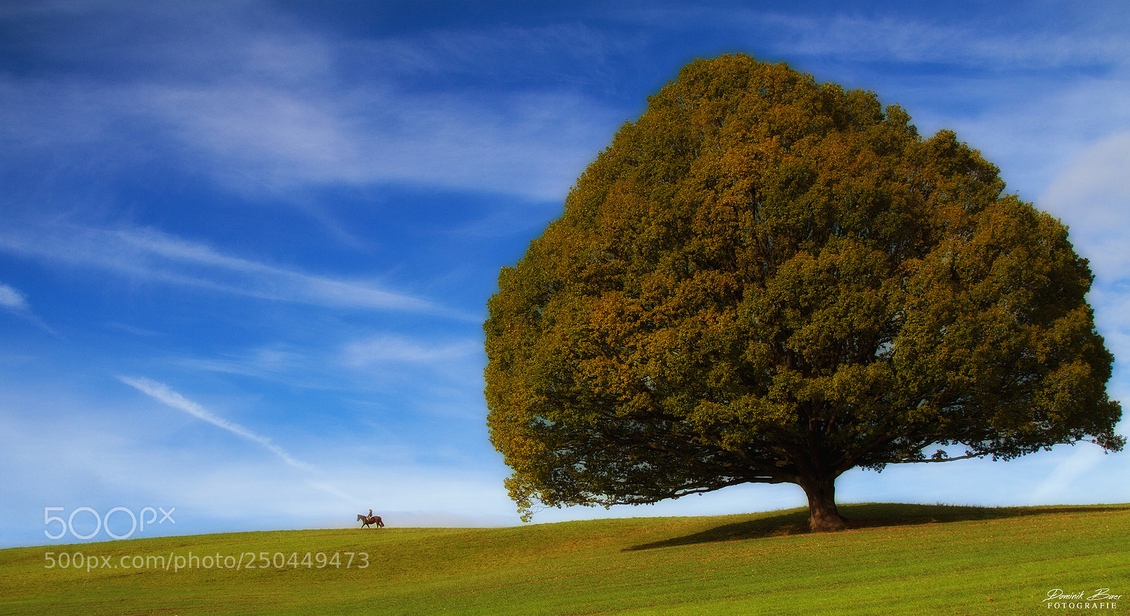 Canon EOS 7D sample photo. The big tree photography