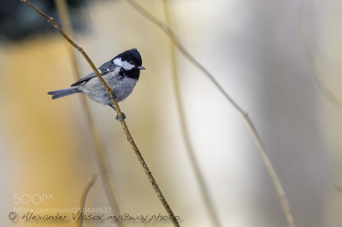 Nikon D4S sample photo. Coal tit photography
